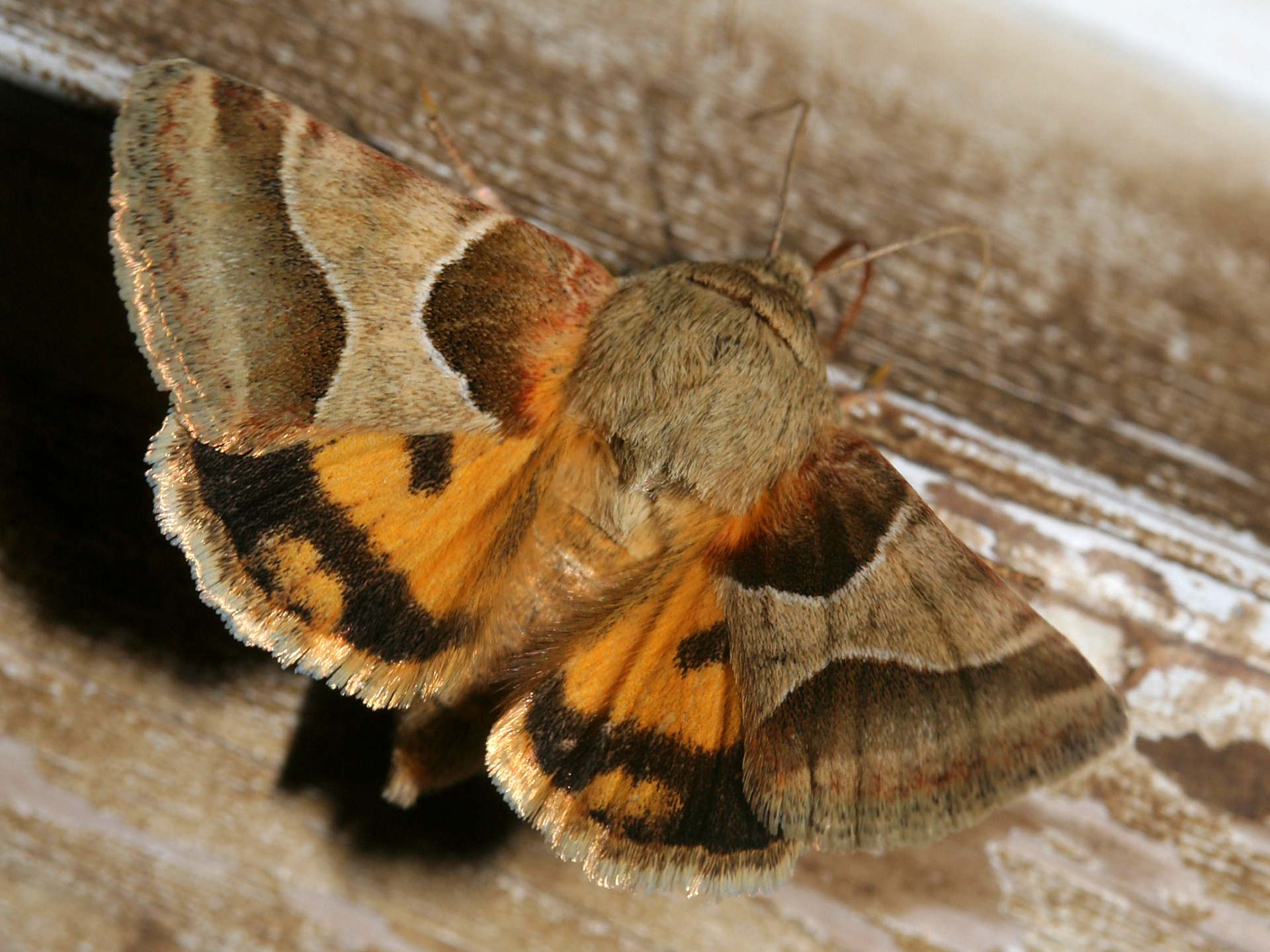 Schinia jaguarina (Travels » US Trip 2: Cheyenne Epic » Animals » Insects » Butterfies and Moths » Noctuidae)