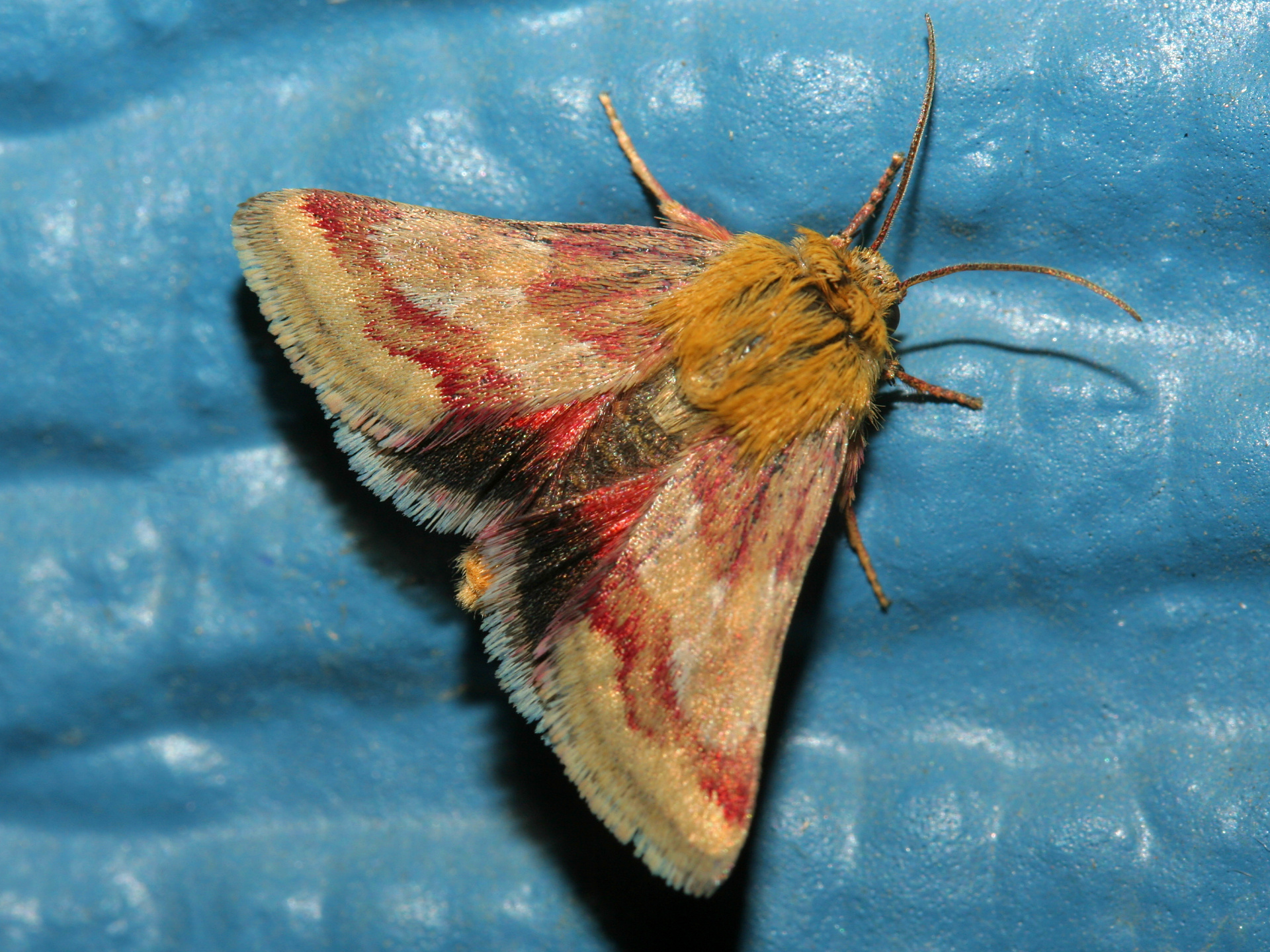 Schinia roseitincta (Podróże » USA: Epopeja Czejeńska » Zwierzęta » Owady » Motyle i ćmy » Noctuidae)