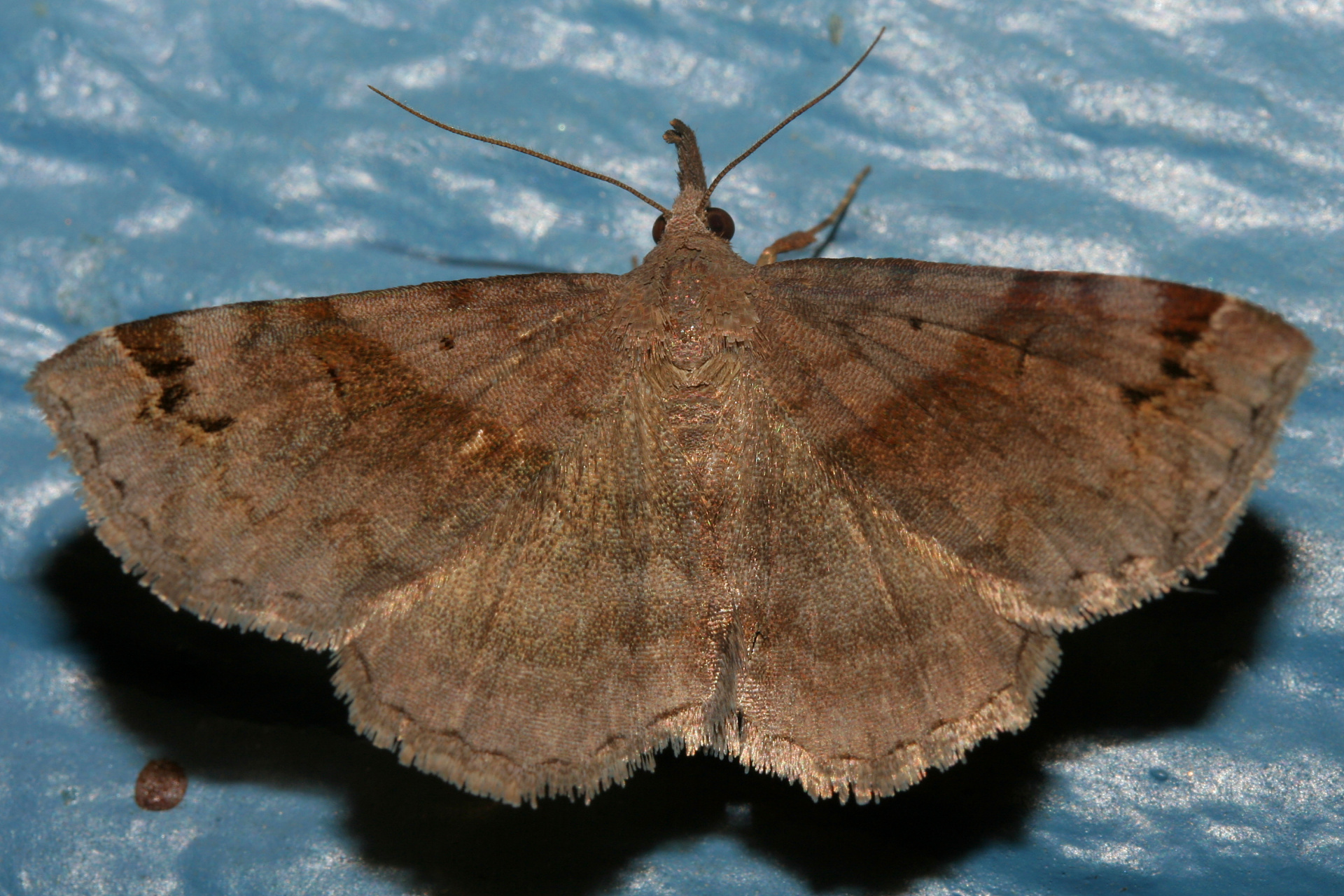 Spargaloma sexpunctata (Travels » US Trip 2: Cheyenne Epic » Animals » Insects » Butterfies and Moths » Noctuidae)