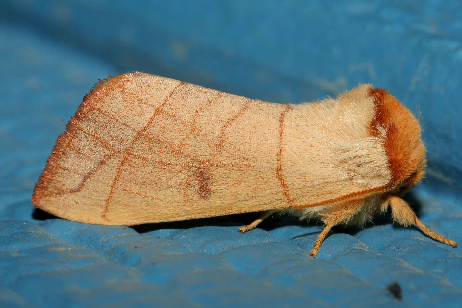 Datana perspicua (Travels » US Trip 2: Cheyenne Epic » Animals » Insects » Butterfies and Moths » Notodonidae)