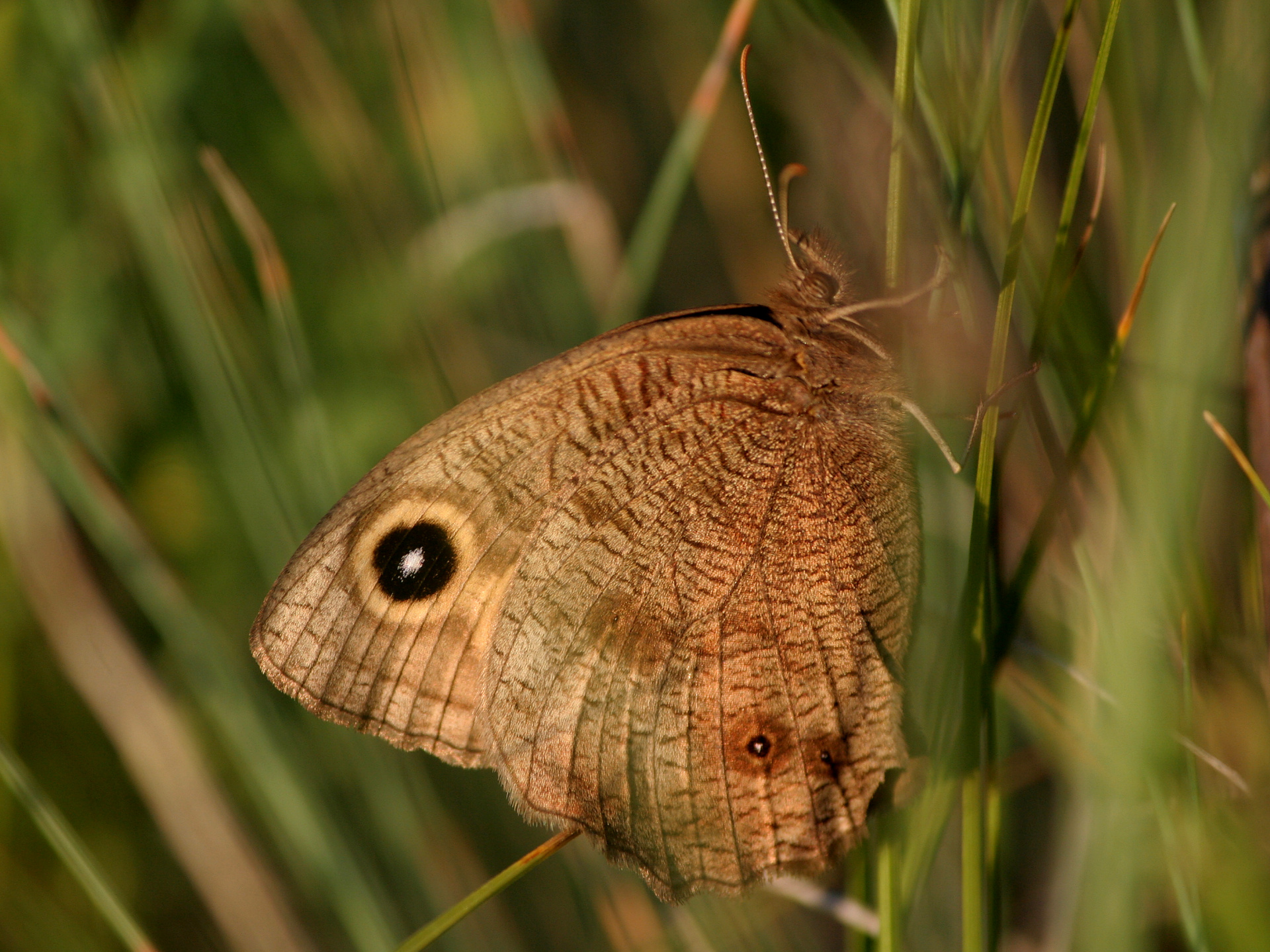 Cercyonis pegala (Travels » US Trip 2: Cheyenne Epic » Animals » Insects » Butterfies and Moths » Nymphalidae » Satyrinae)