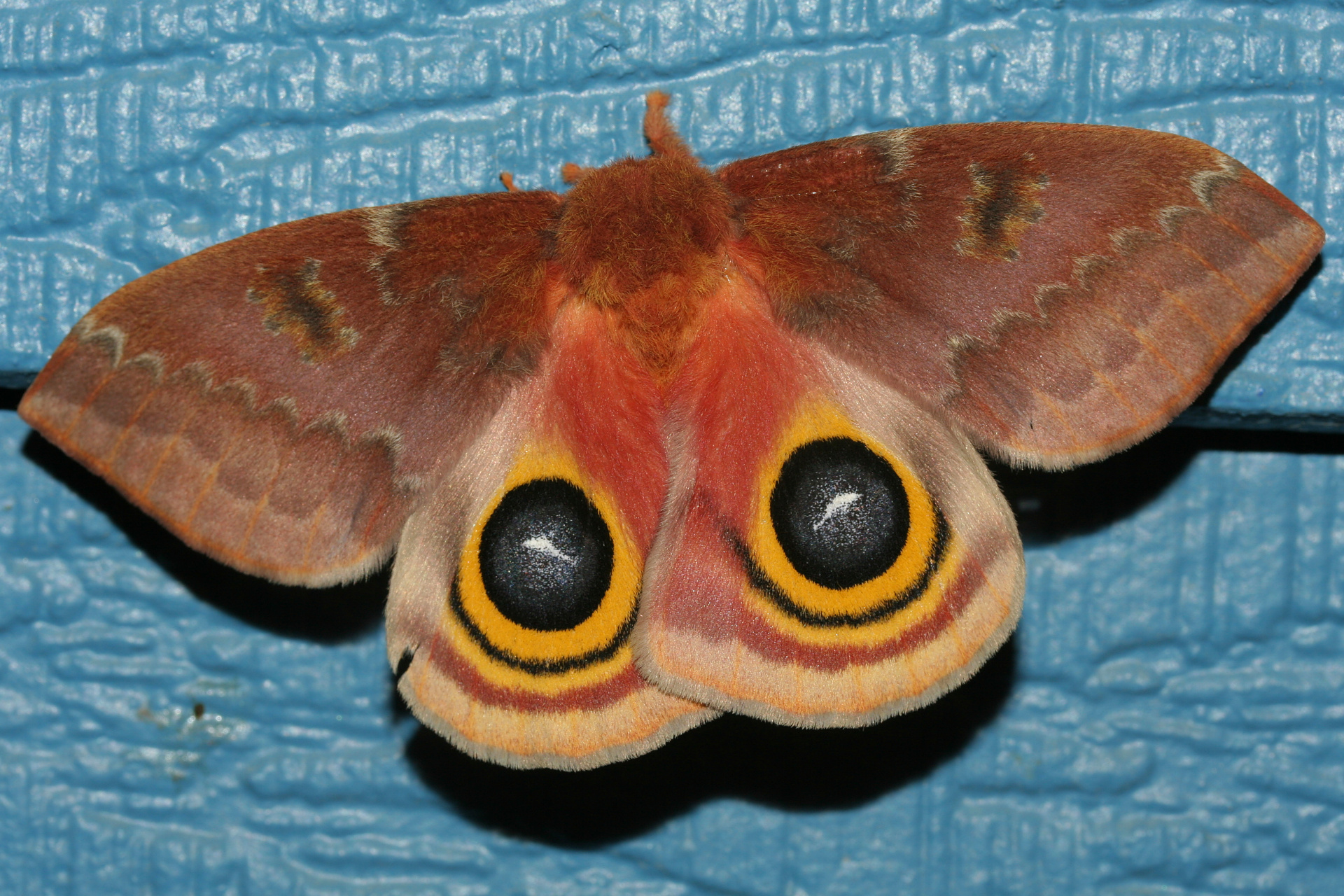 Automeris io ♀ (Podróże » USA: Epopeja Czejeńska » Zwierzęta » Owady » Motyle i ćmy » Saturnidae)