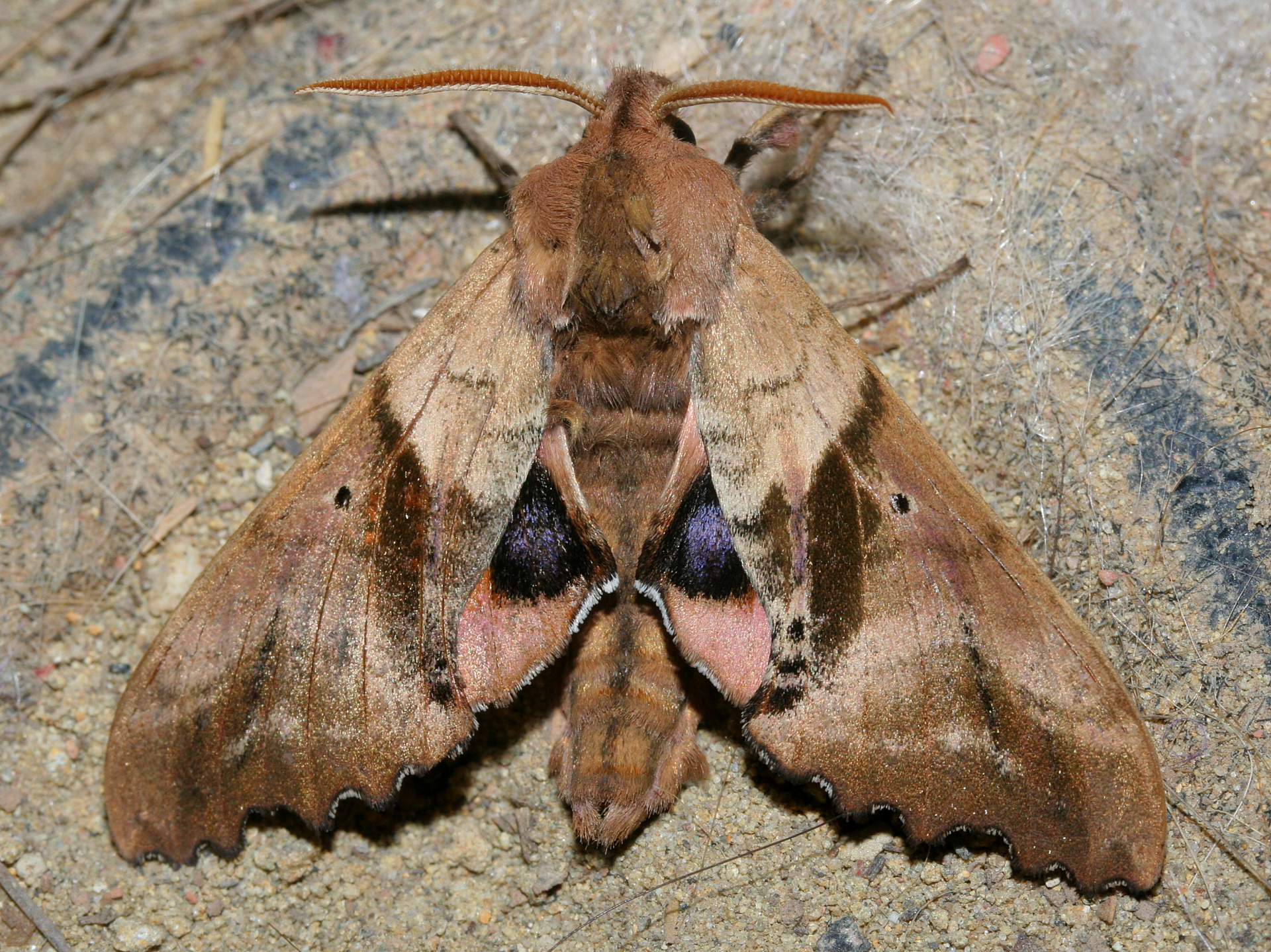 Paonias excaecatus (Travels » US Trip 2: Cheyenne Epic » Animals » Insects » Butterfies and Moths » Sphingidae)