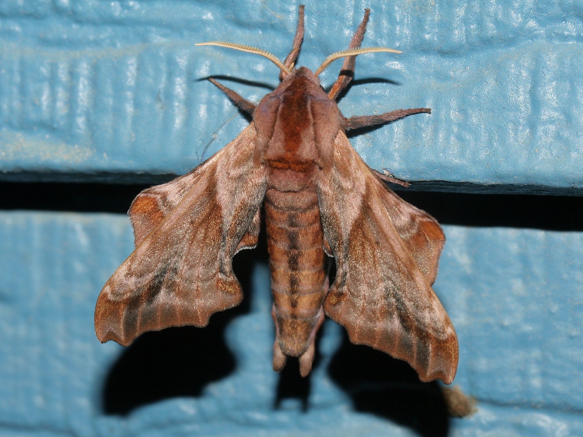 Paonias myops (Travels » US Trip 2: Cheyenne Epic » Animals » Insects » Butterfies and Moths » Sphingidae)