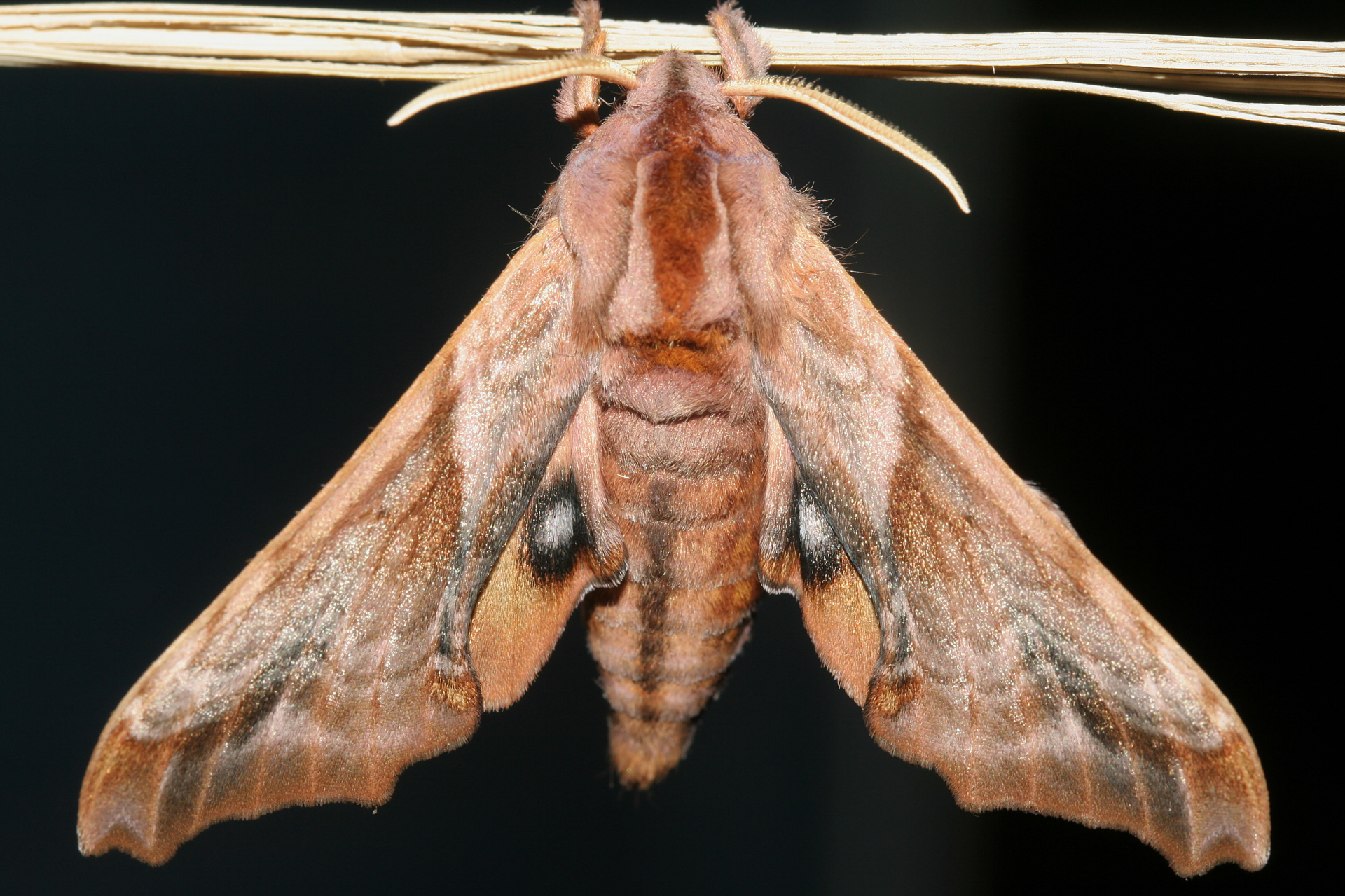 Paonias myops (Podróże » USA: Epopeja Czejeńska » Zwierzęta » Owady » Motyle i ćmy » Sphingidae)