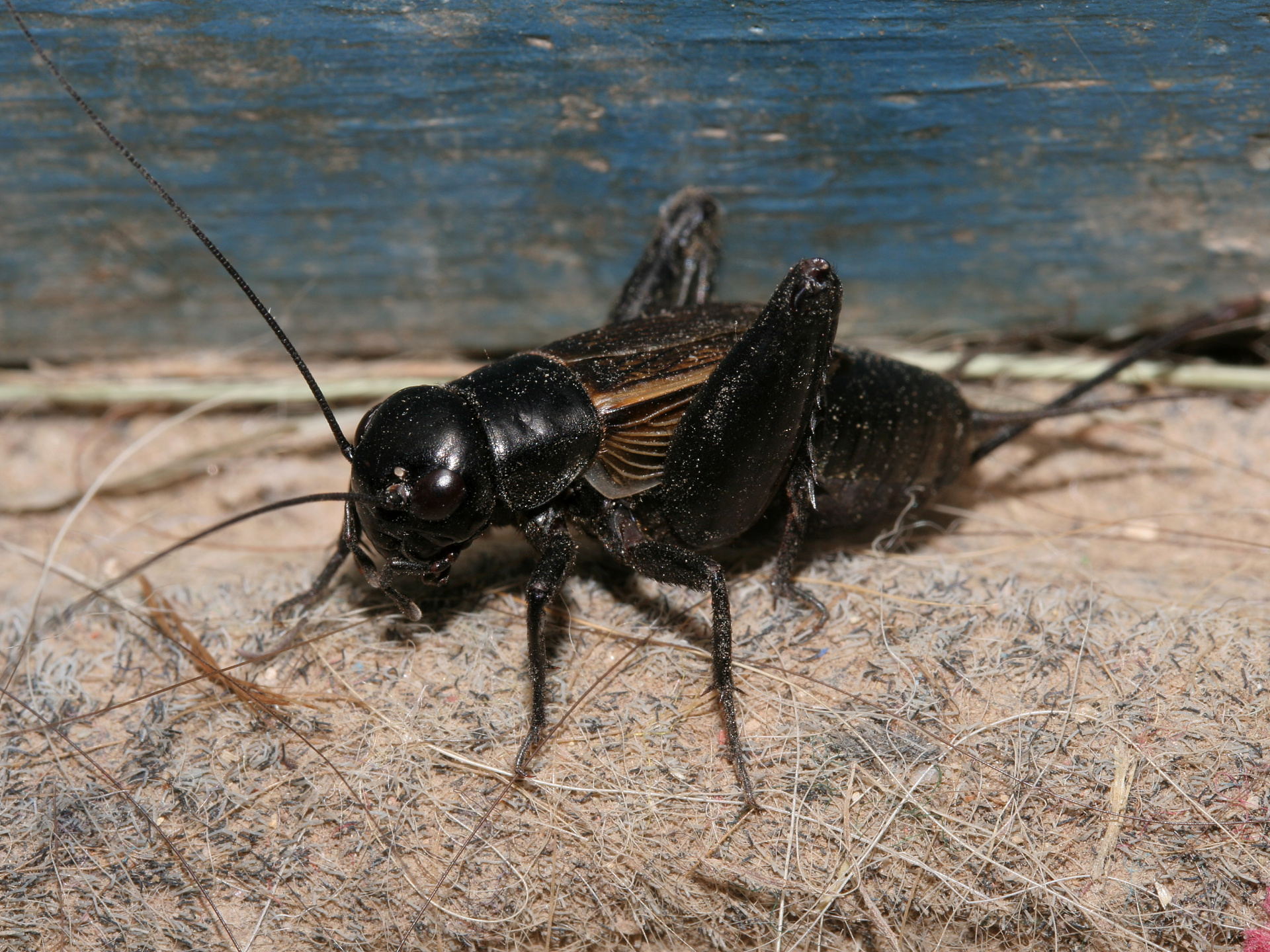 Cricket (Travels » US Trip 2: Cheyenne Epic » Animals » Insects)