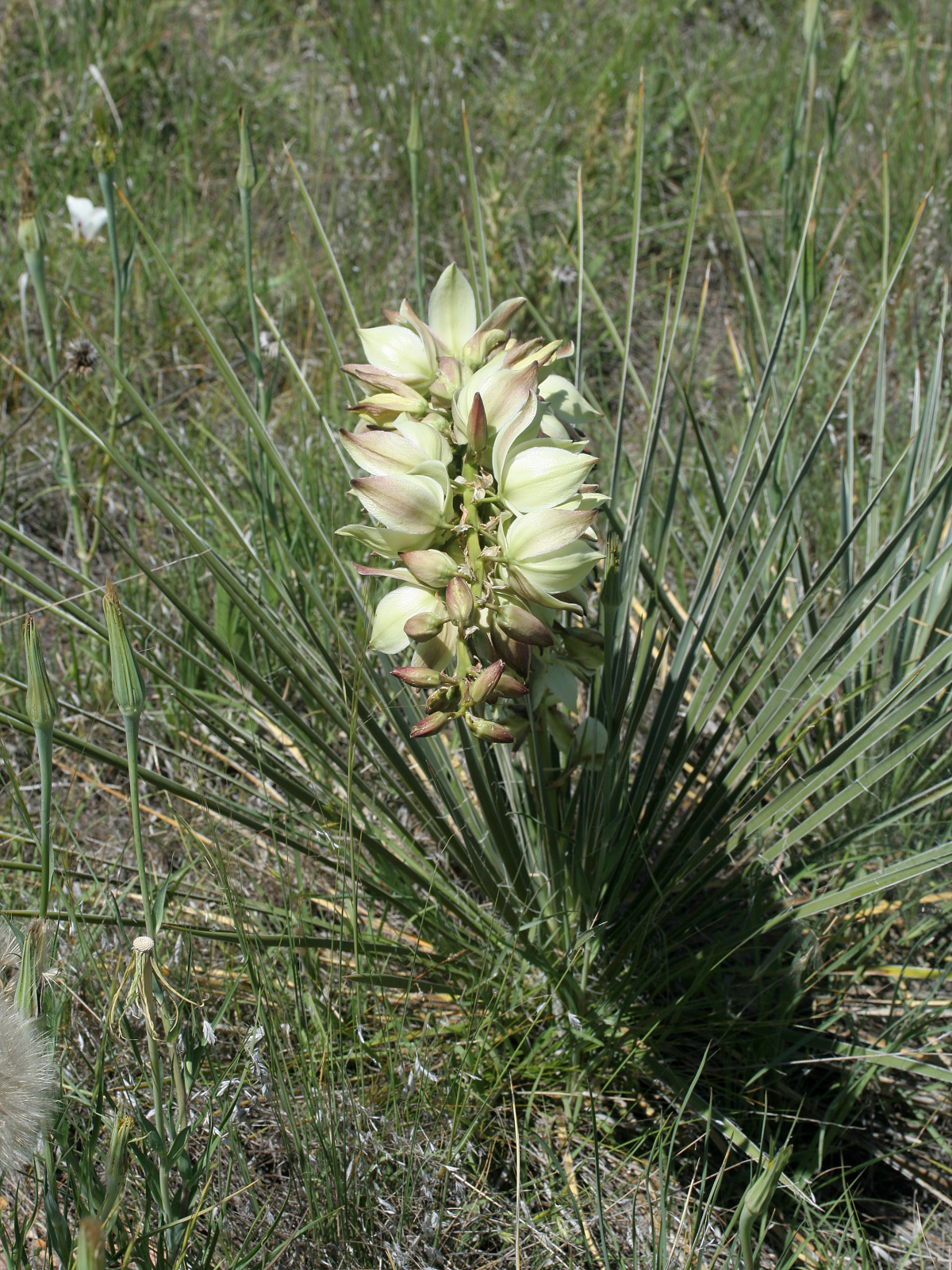 Yucca glauca (Podróże » USA: Epopeja Czejeńska » Rośliny)