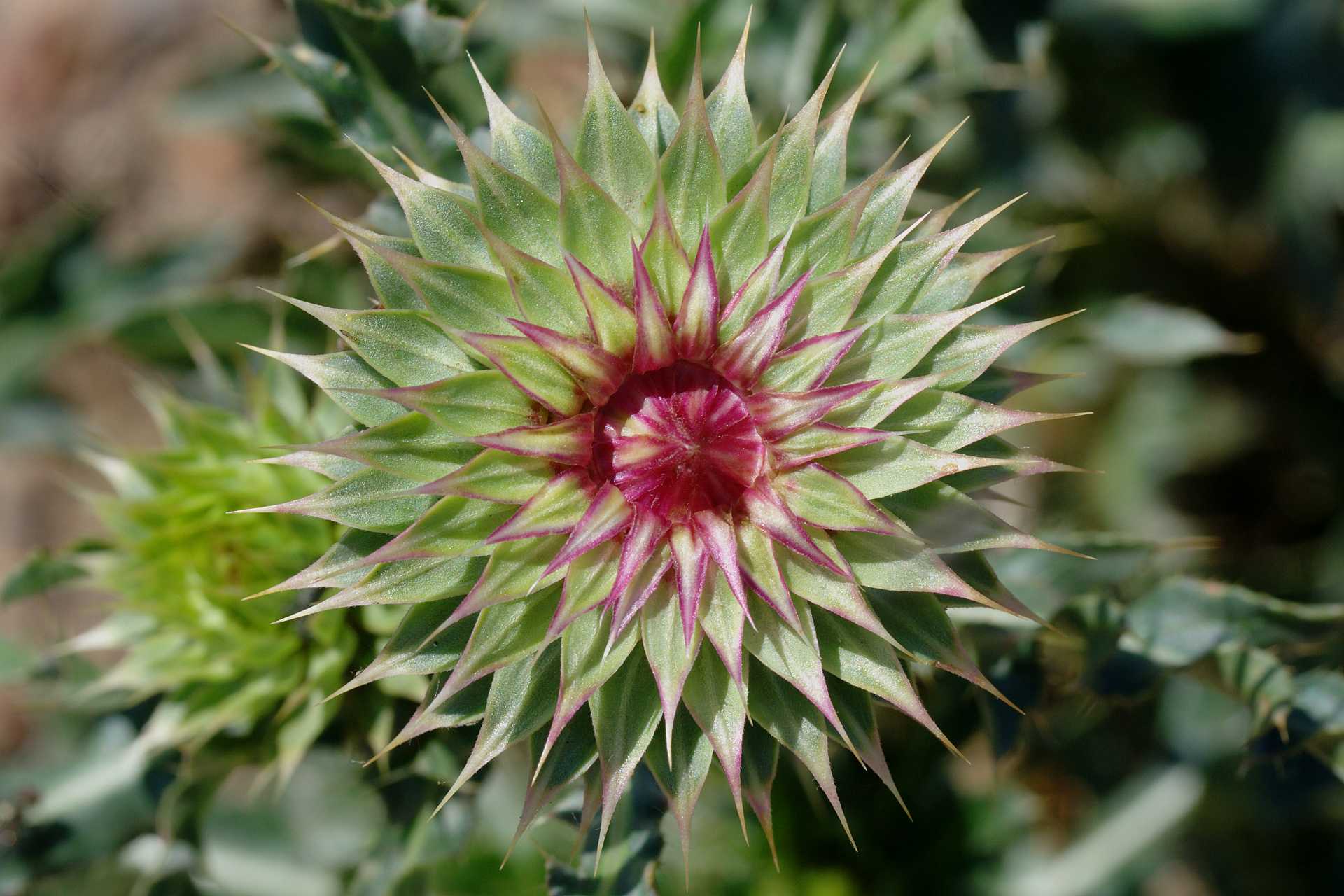 Carduus nutans (Travels » US Trip 2: Cheyenne Epic » Plants)