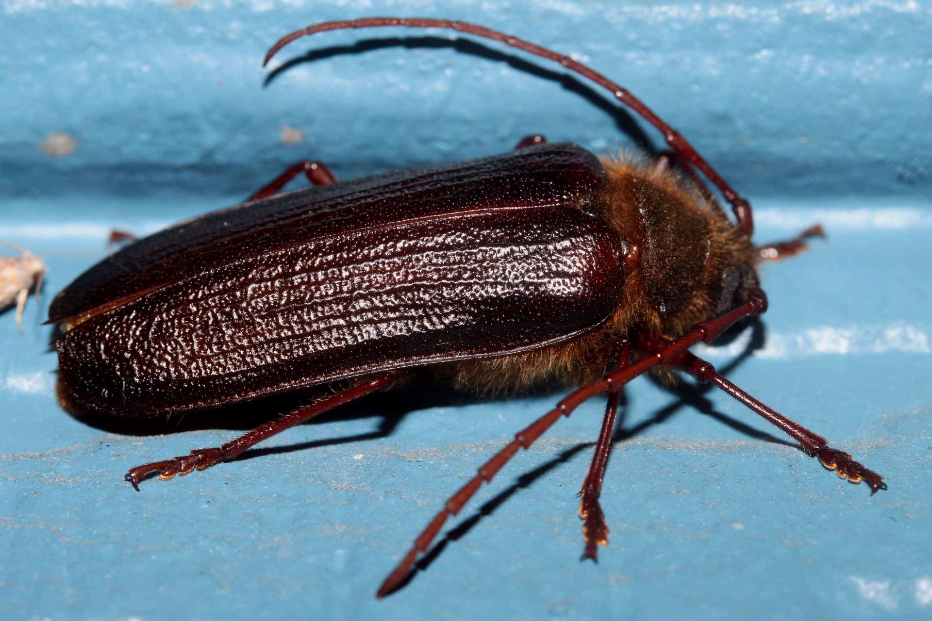 Tragosoma harrisii (Podróże » USA: Drogi nie obrane » Zwierzęta » Owady » Chrząszcze)