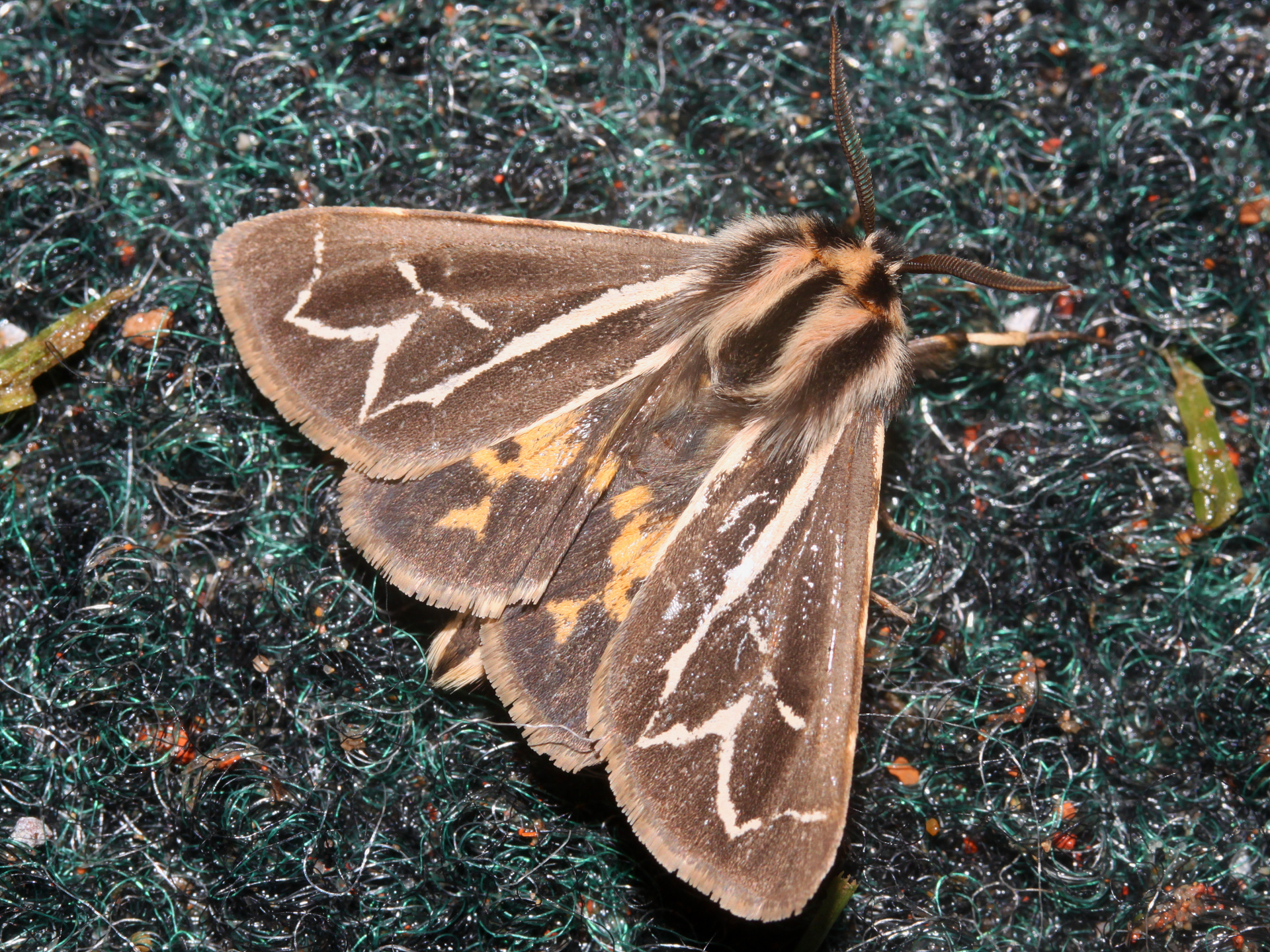 Grammia williamsii (Podróże » USA: Drogi nie obrane » Zwierzęta » Owady » Motyle i ćmy » Arctiidae)