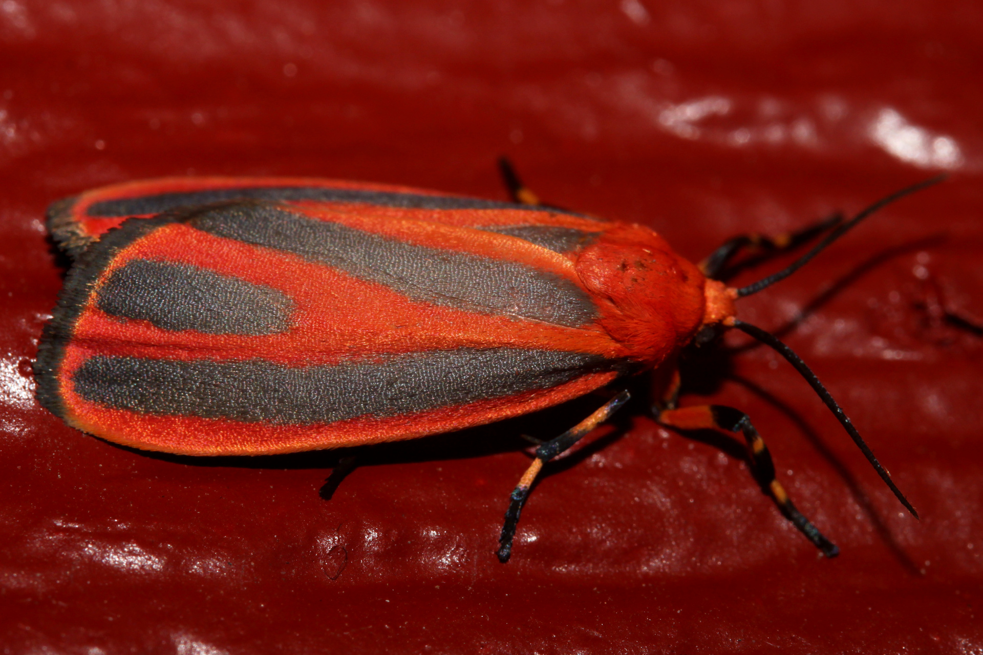 Hypoprepia miniata (Podróże » USA: Drogi nie obrane » Zwierzęta » Owady » Motyle i ćmy » Arctiidae)