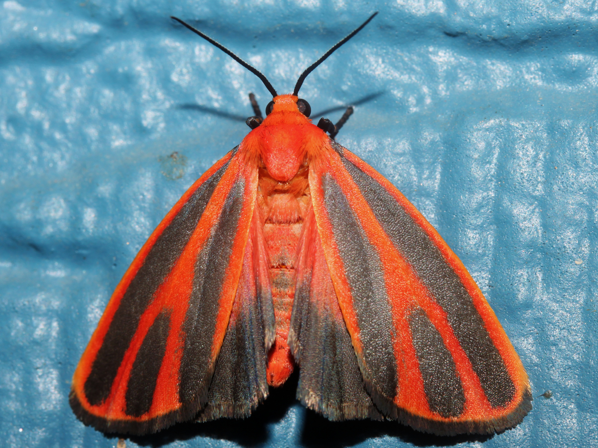 Hypoprepia miniata (Travels » US Trip 3: The Roads Not Taken » Animals » Insects » Butterfies and Moths » Arctiidae)