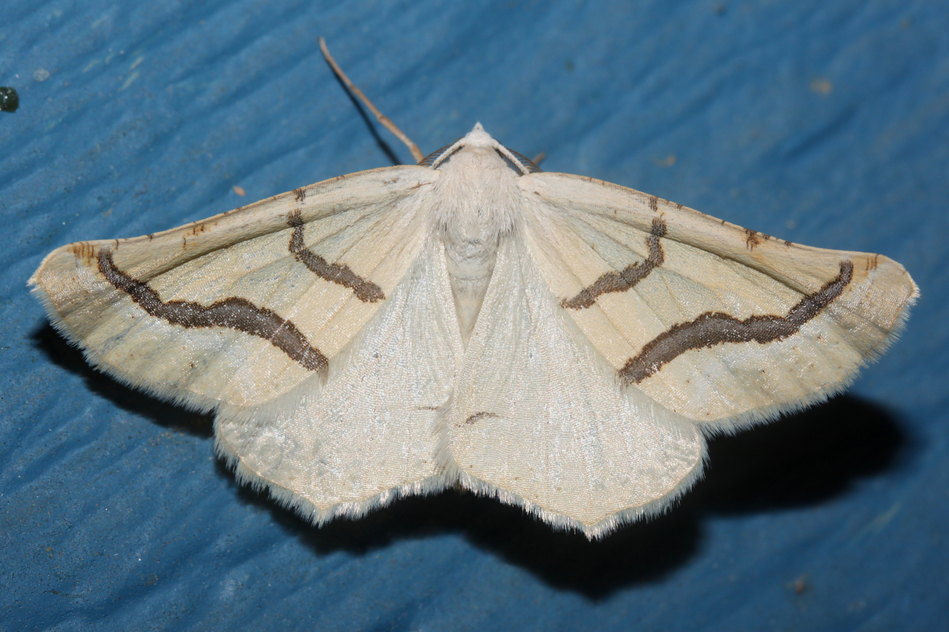 Eriplatymetra coloradaria (Podróże » USA: Drogi nie obrane » Zwierzęta » Owady » Motyle i ćmy » Geometridae)