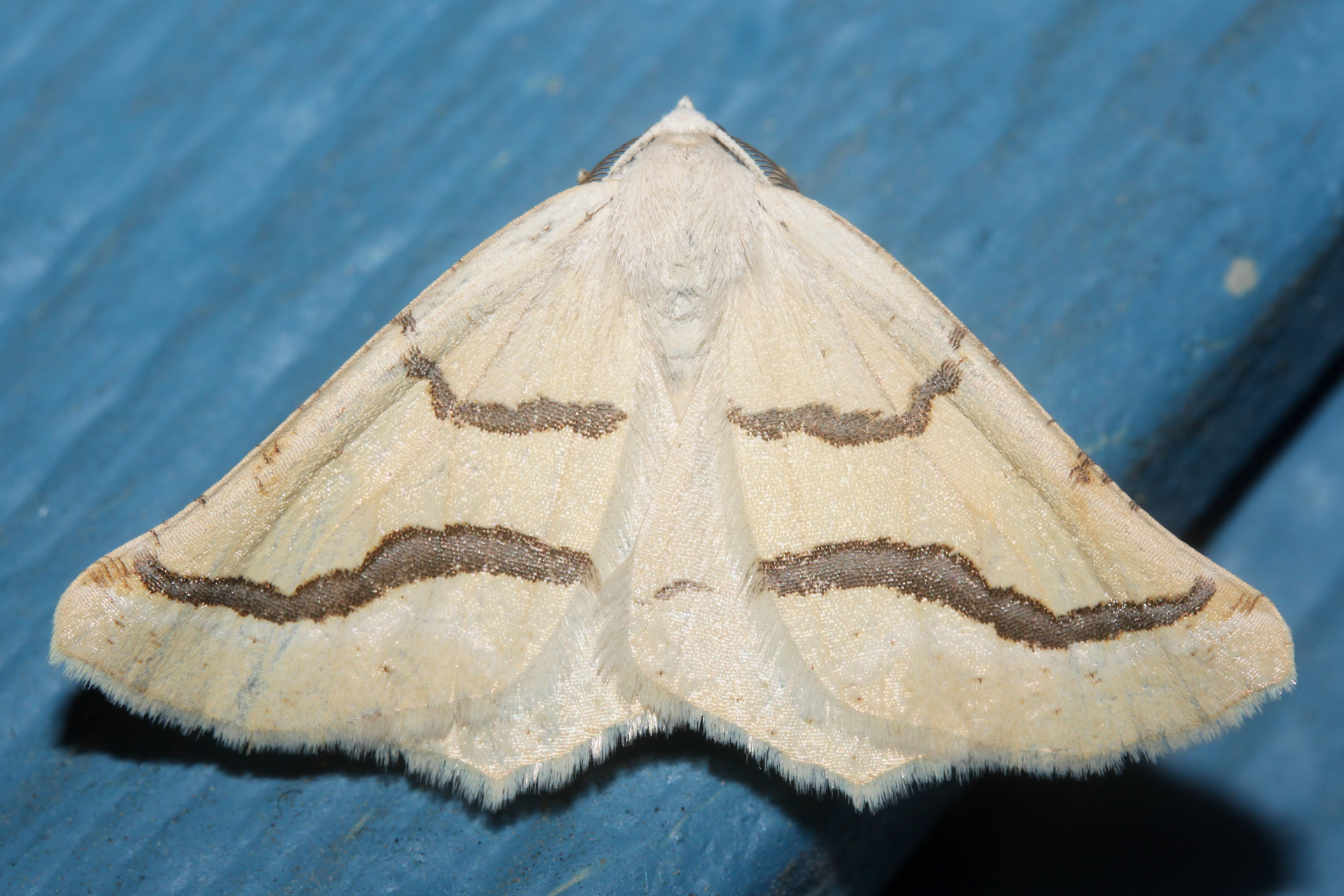 Eriplatymetra coloradaria (Podróże » USA: Drogi nie obrane » Zwierzęta » Owady » Motyle i ćmy » Geometridae)