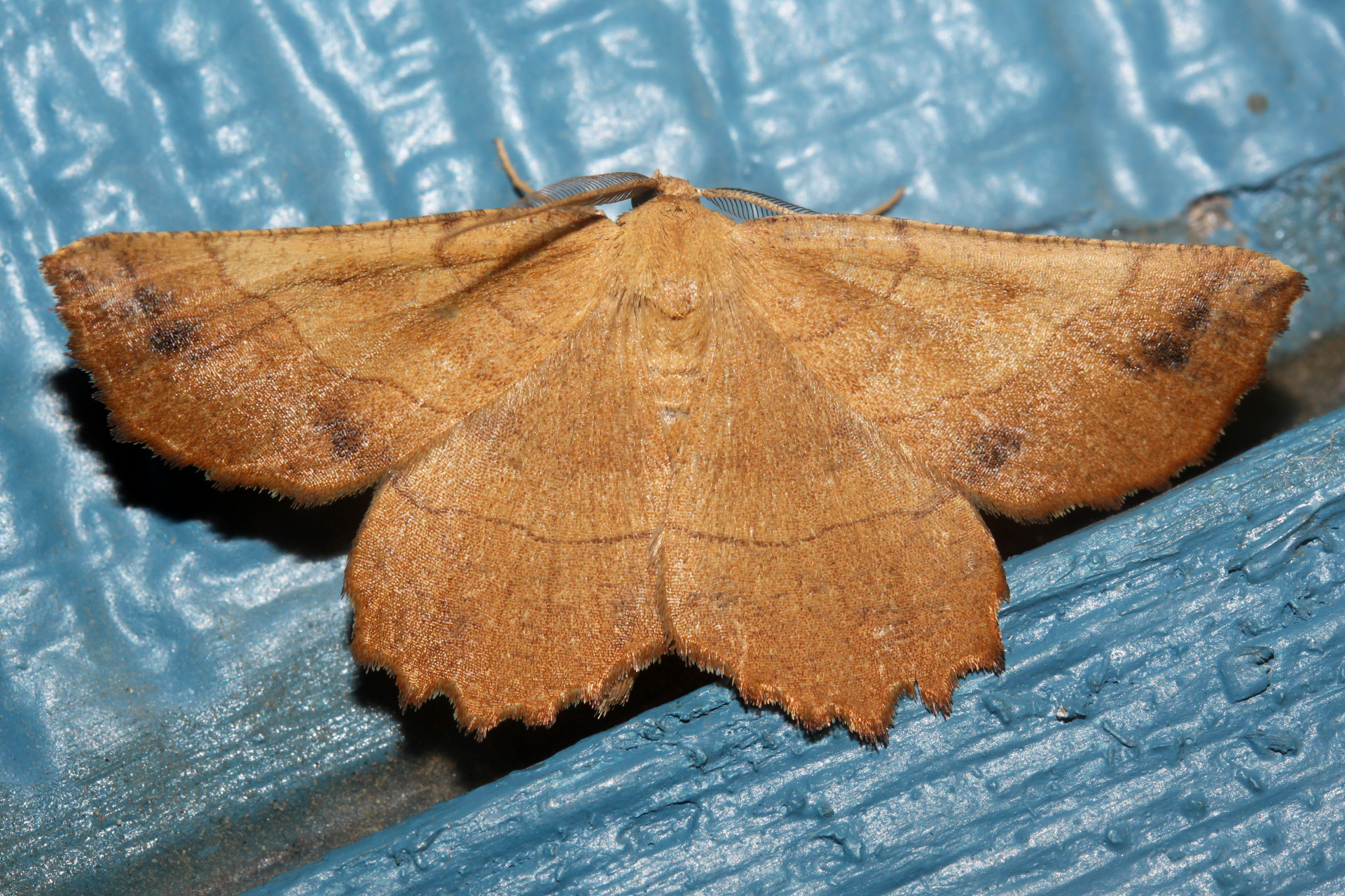 Euchlaena johnsonaria (Travels » US Trip 3: The Roads Not Taken » Animals » Insects » Butterfies and Moths » Geometridae)