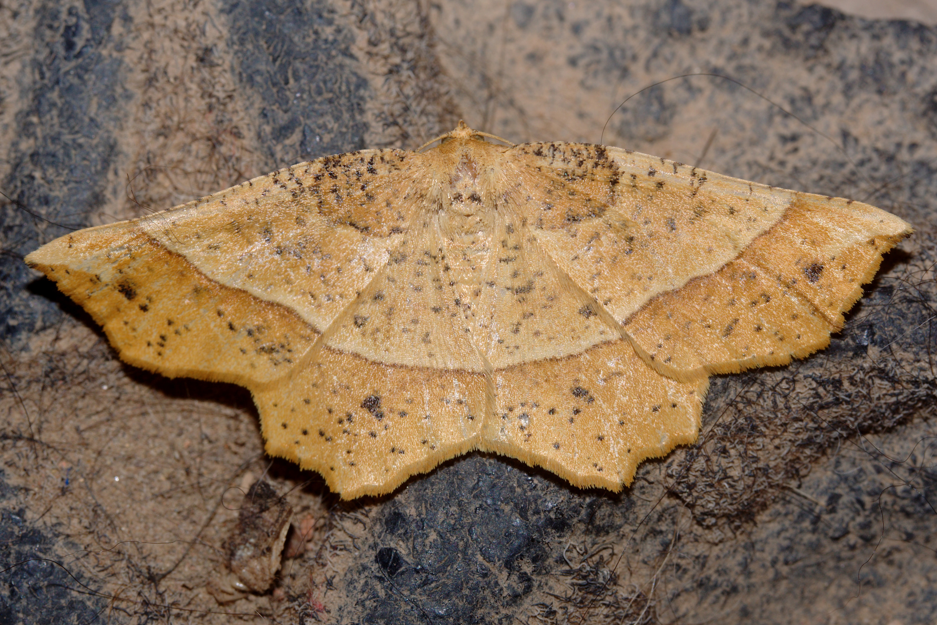 Euchlaena tigrinaria (Travels » US Trip 3: The Roads Not Taken » Animals » Insects » Butterfies and Moths » Geometridae)