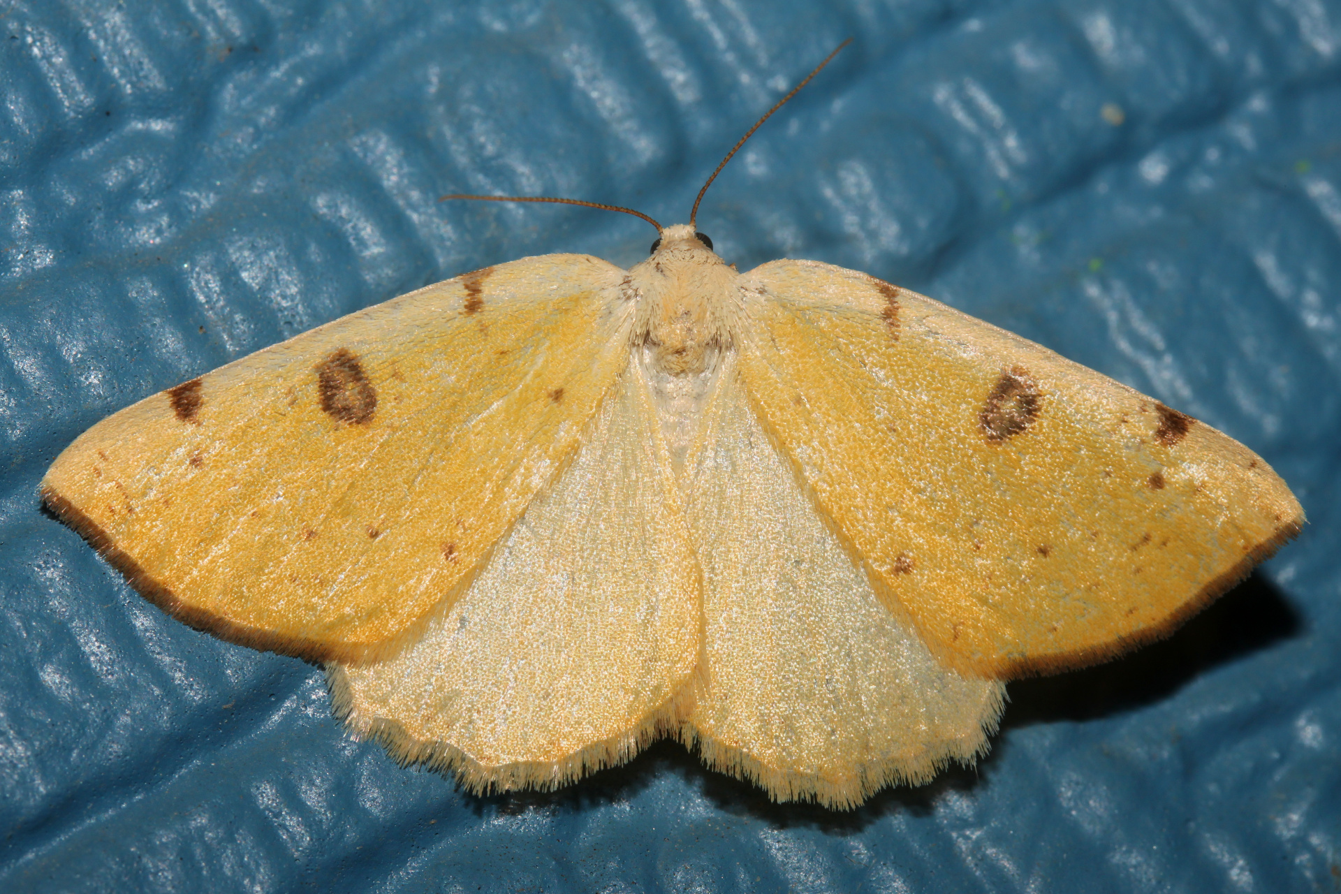 Hesperumia sulphuraria (Podróże » USA: Drogi nie obrane » Zwierzęta » Owady » Motyle i ćmy » Geometridae)