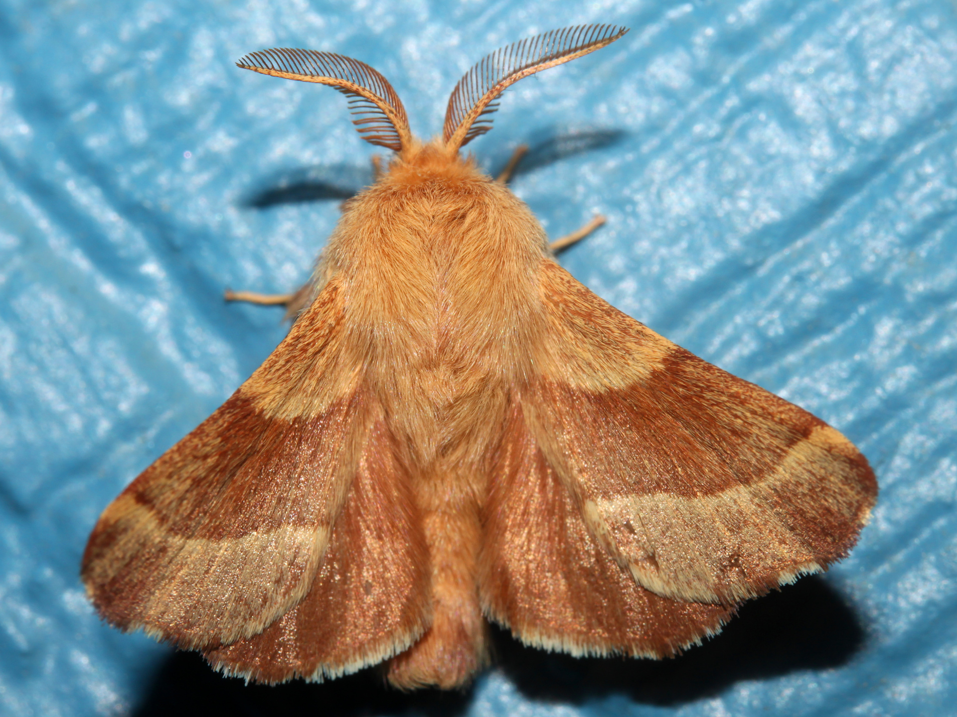 Malacosoma americanum (Travels » US Trip 3: The Roads Not Taken » Animals » Insects » Butterfies and Moths » Lasiocampidae)