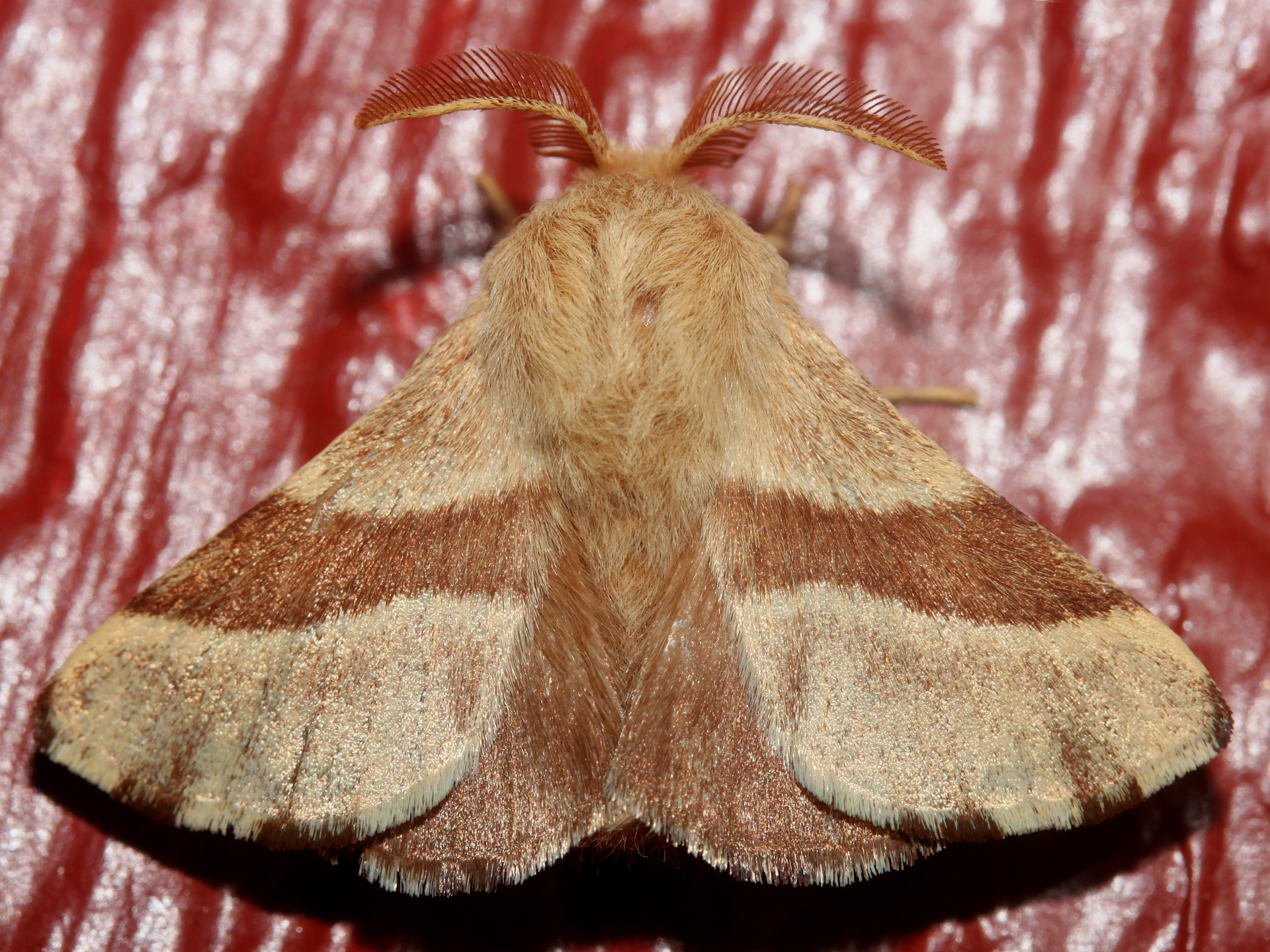 Malacosoma americanum (Podróże » USA: Drogi nie obrane » Zwierzęta » Owady » Motyle i ćmy » Lasiocampidae)