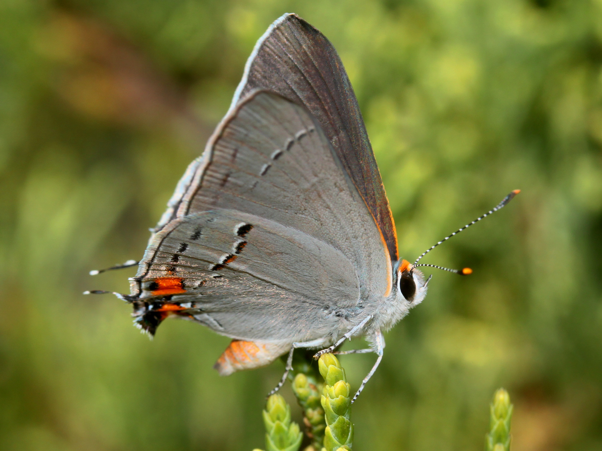 Strymon melinus (Travels » US Trip 3: The Roads Not Taken » Animals » Insects » Butterfies and Moths » Lycaenidae)