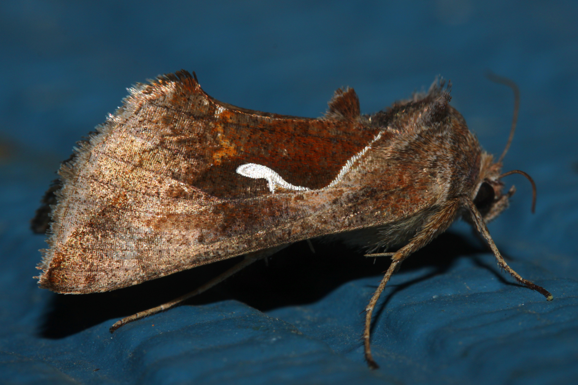 Anagrapha falcifera (Podróże » USA: Drogi nie obrane » Zwierzęta » Owady » Motyle i ćmy » Noctuidae)