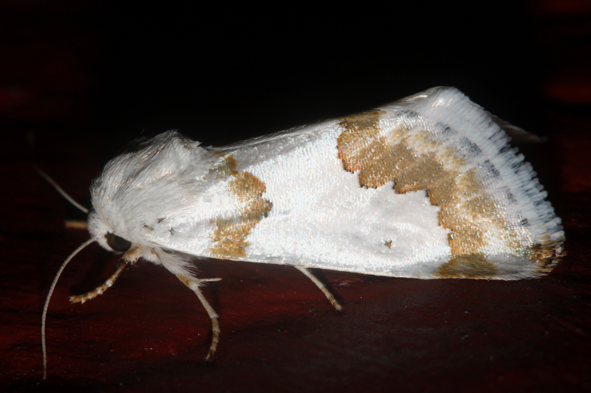 Schinia cumatilis (Travels » US Trip 3: The Roads Not Taken » Animals » Insects » Butterfies and Moths » Noctuidae)