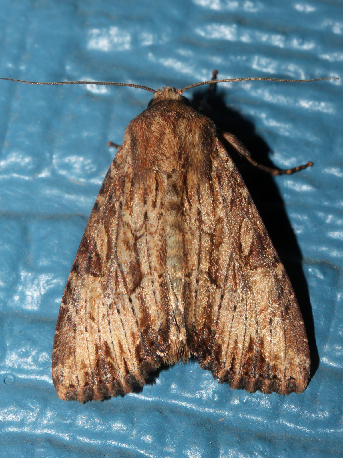 Apamea antennata (Travels » US Trip 3: The Roads Not Taken » Animals » Insects » Butterfies and Moths » Noctuidae)