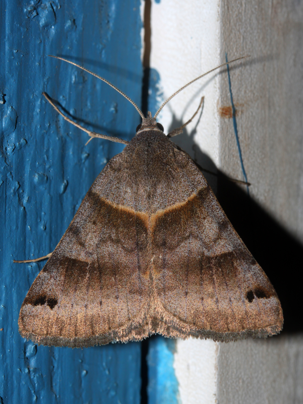 Caenurgina erechtea (Travels » US Trip 3: The Roads Not Taken » Animals » Insects » Butterfies and Moths » Noctuidae)