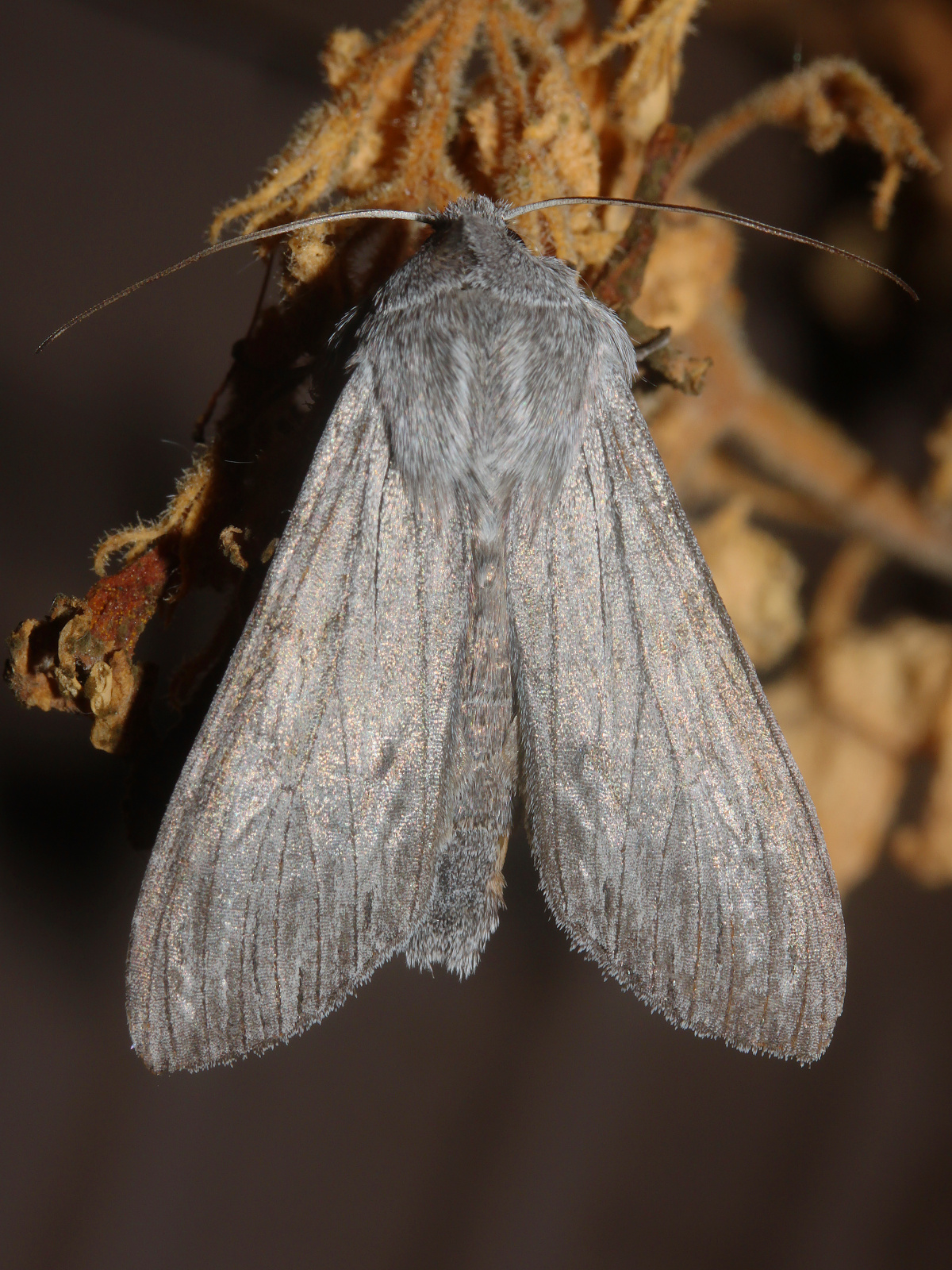 Cucullia sp. (Travels » US Trip 3: The Roads Not Taken » Animals » Insects » Butterfies and Moths » Noctuidae)