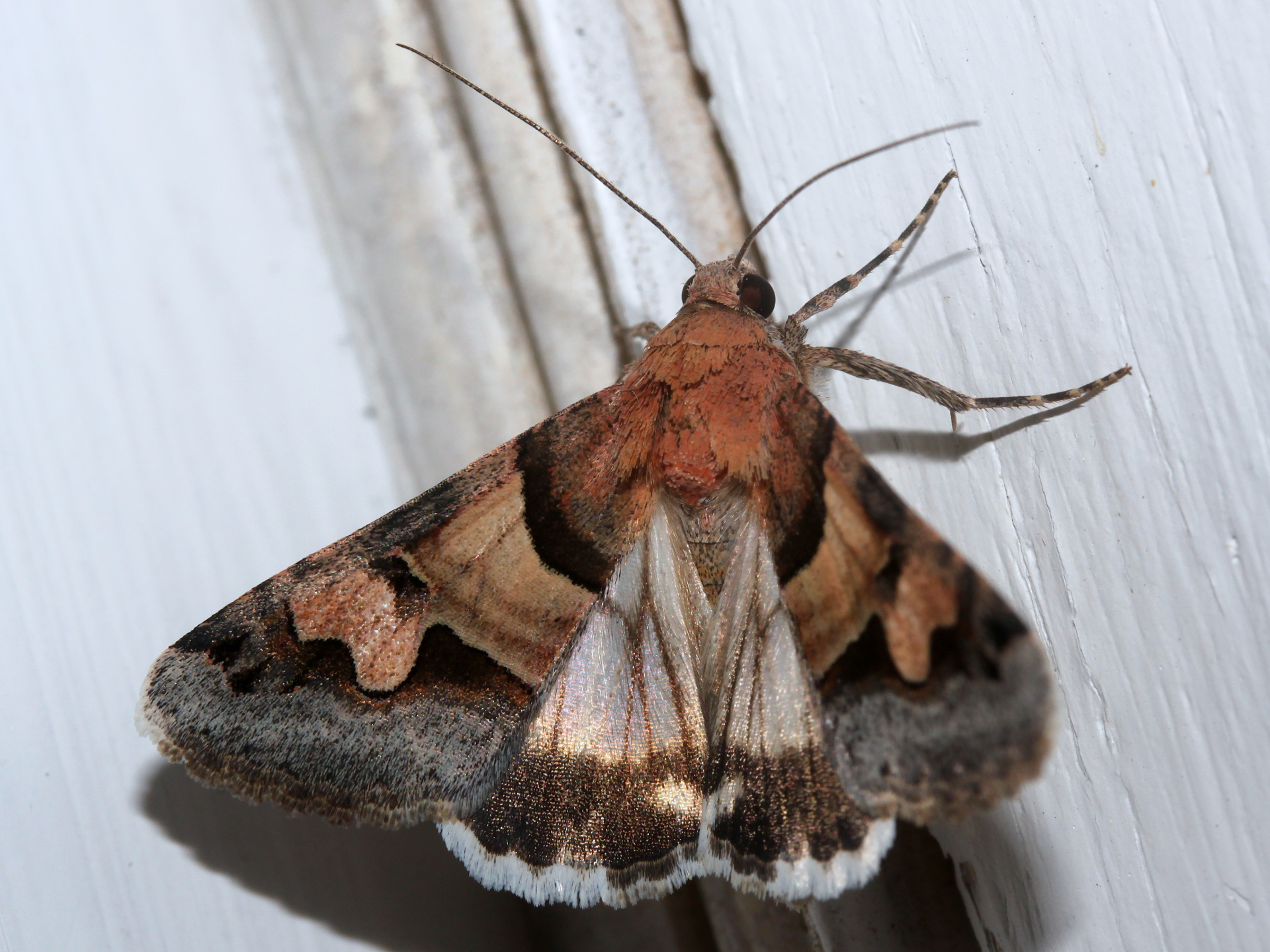 Drasteria pallescens (Travels » US Trip 3: The Roads Not Taken » Animals » Insects » Butterfies and Moths » Noctuidae)