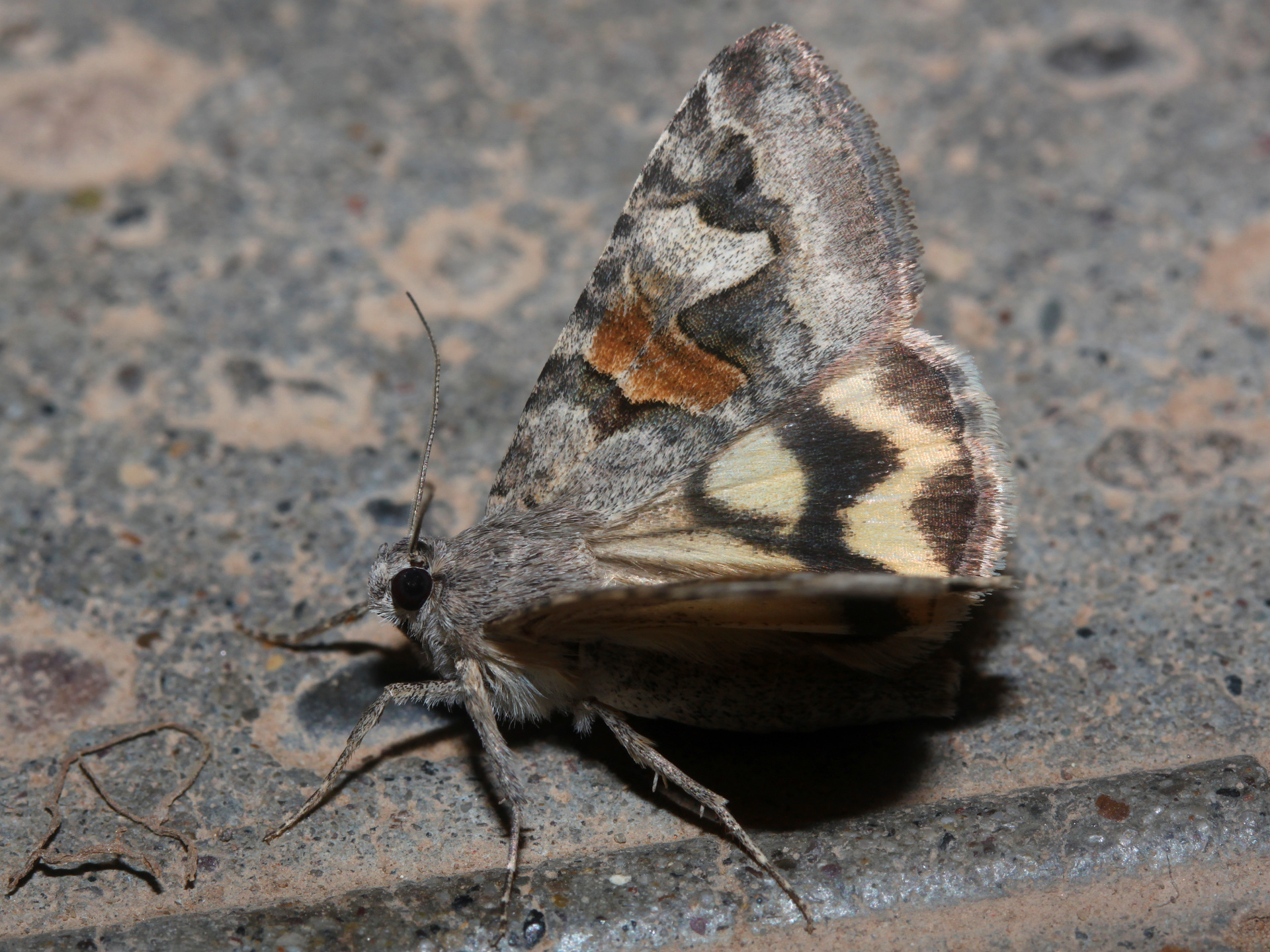 Drasteria sp. (Travels » US Trip 3: The Roads Not Taken » Animals » Insects » Butterfies and Moths » Noctuidae)