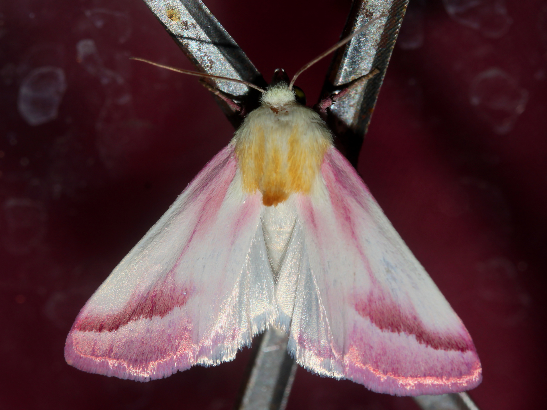 Schinia gaurae (Travels » US Trip 3: The Roads Not Taken » Animals » Insects » Butterfies and Moths » Noctuidae)