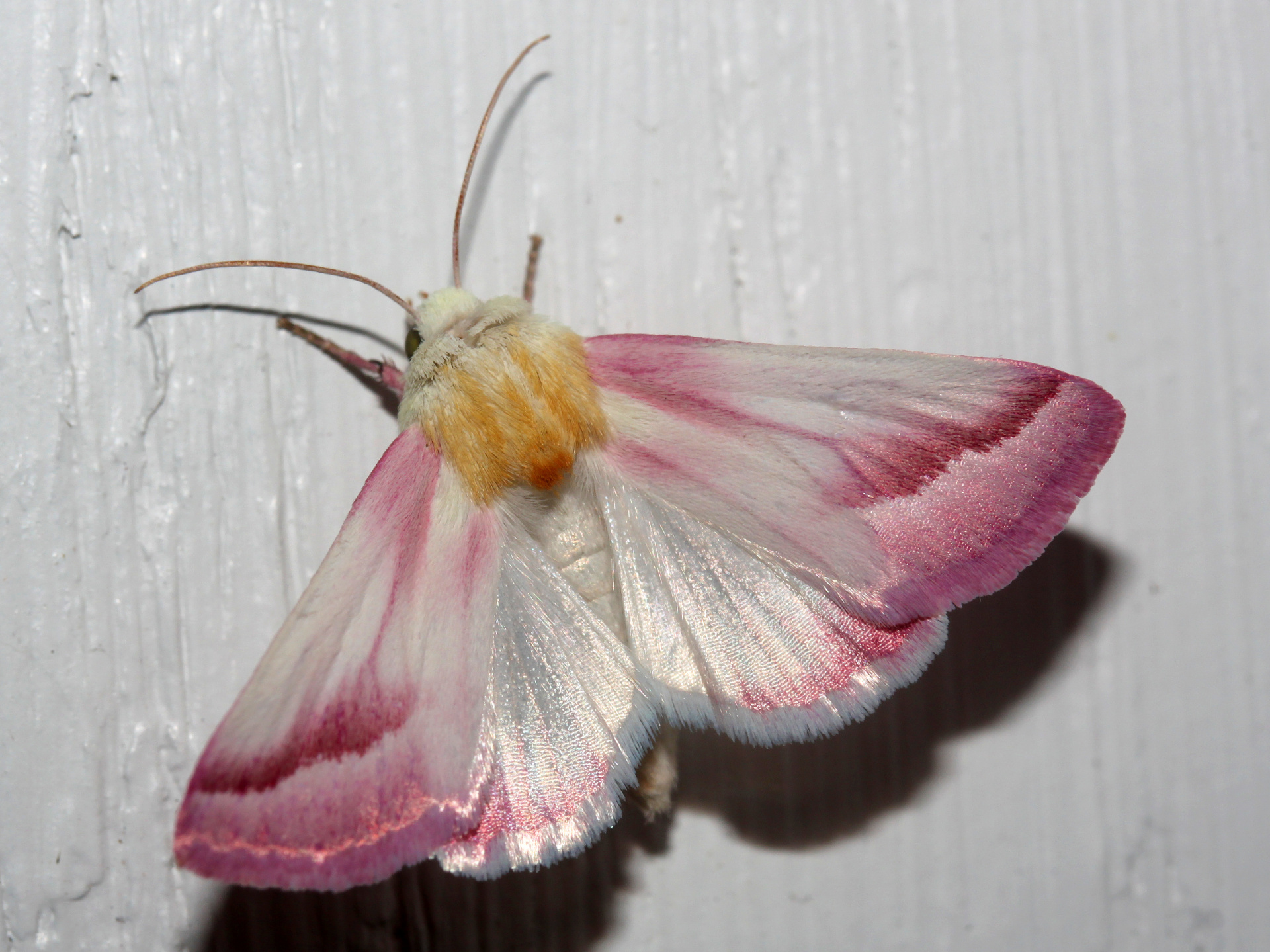 Schinia gaurae (Travels » US Trip 3: The Roads Not Taken » Animals » Insects » Butterfies and Moths » Noctuidae)