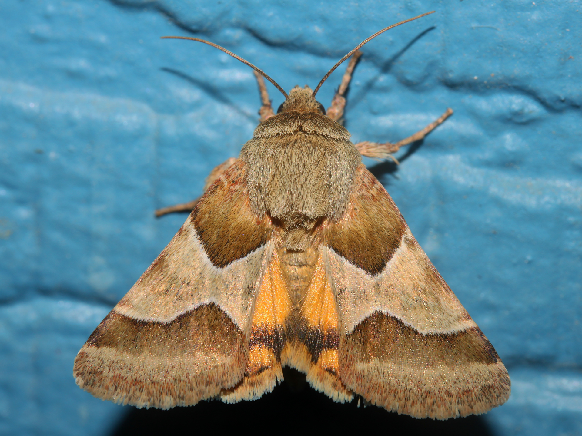 Schinia jaguarina (Travels » US Trip 3: The Roads Not Taken » Animals » Insects » Butterfies and Moths » Noctuidae)