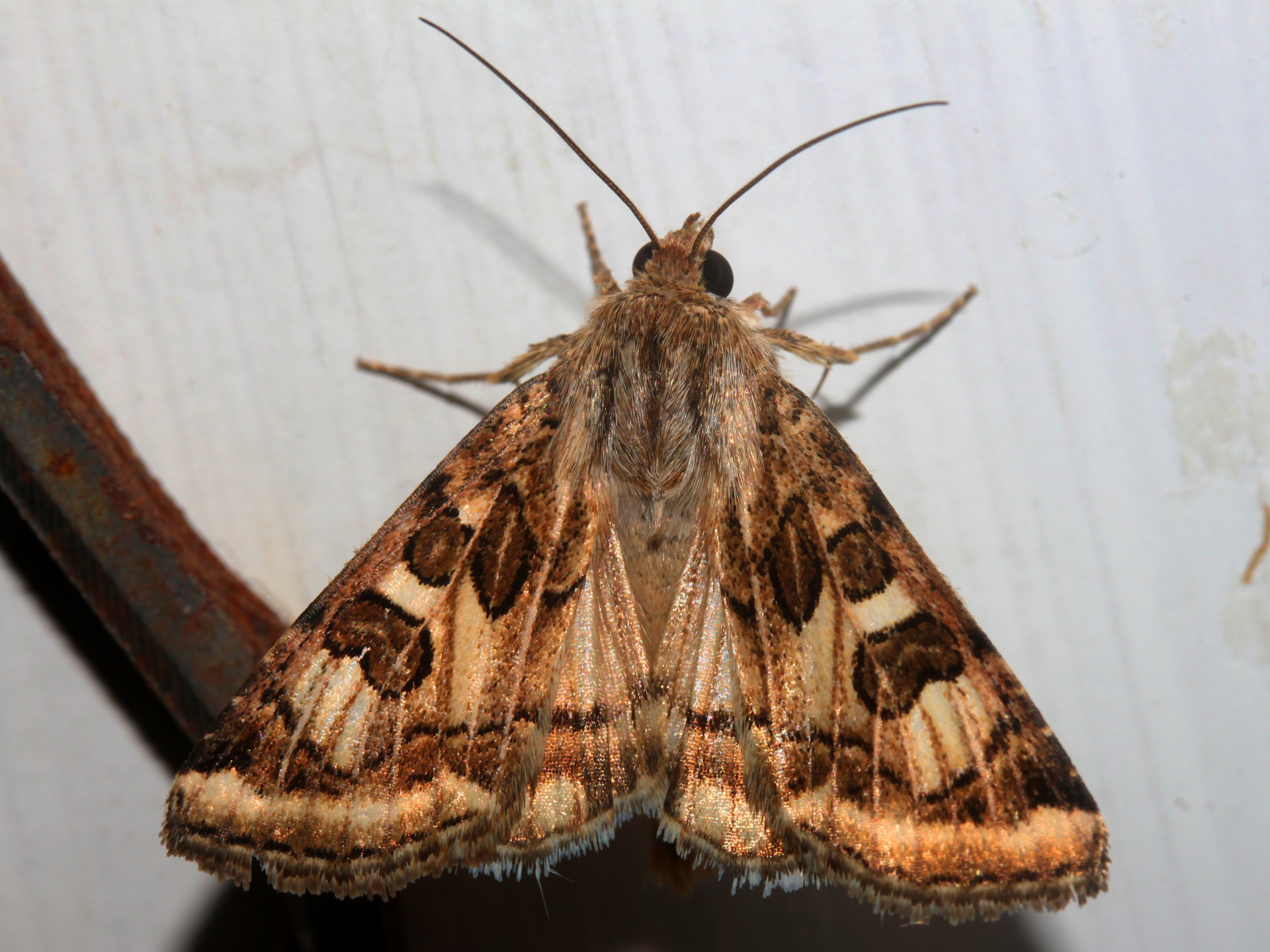 Schinia nuchalis (Travels » US Trip 3: The Roads Not Taken » Animals » Insects » Butterfies and Moths » Noctuidae)