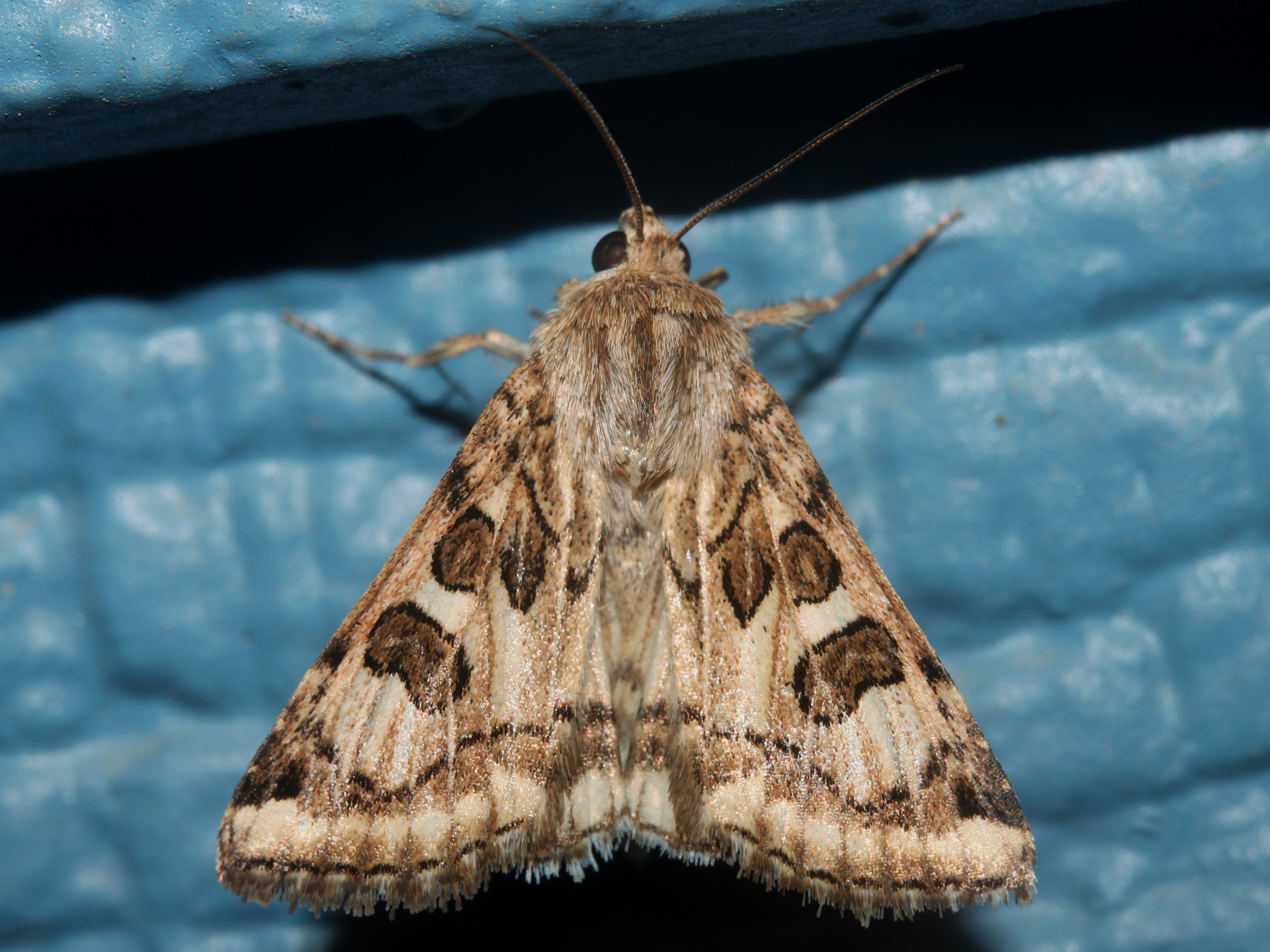 Schinia nuchalis (Podróże » USA: Drogi nie obrane » Zwierzęta » Owady » Motyle i ćmy » Noctuidae)