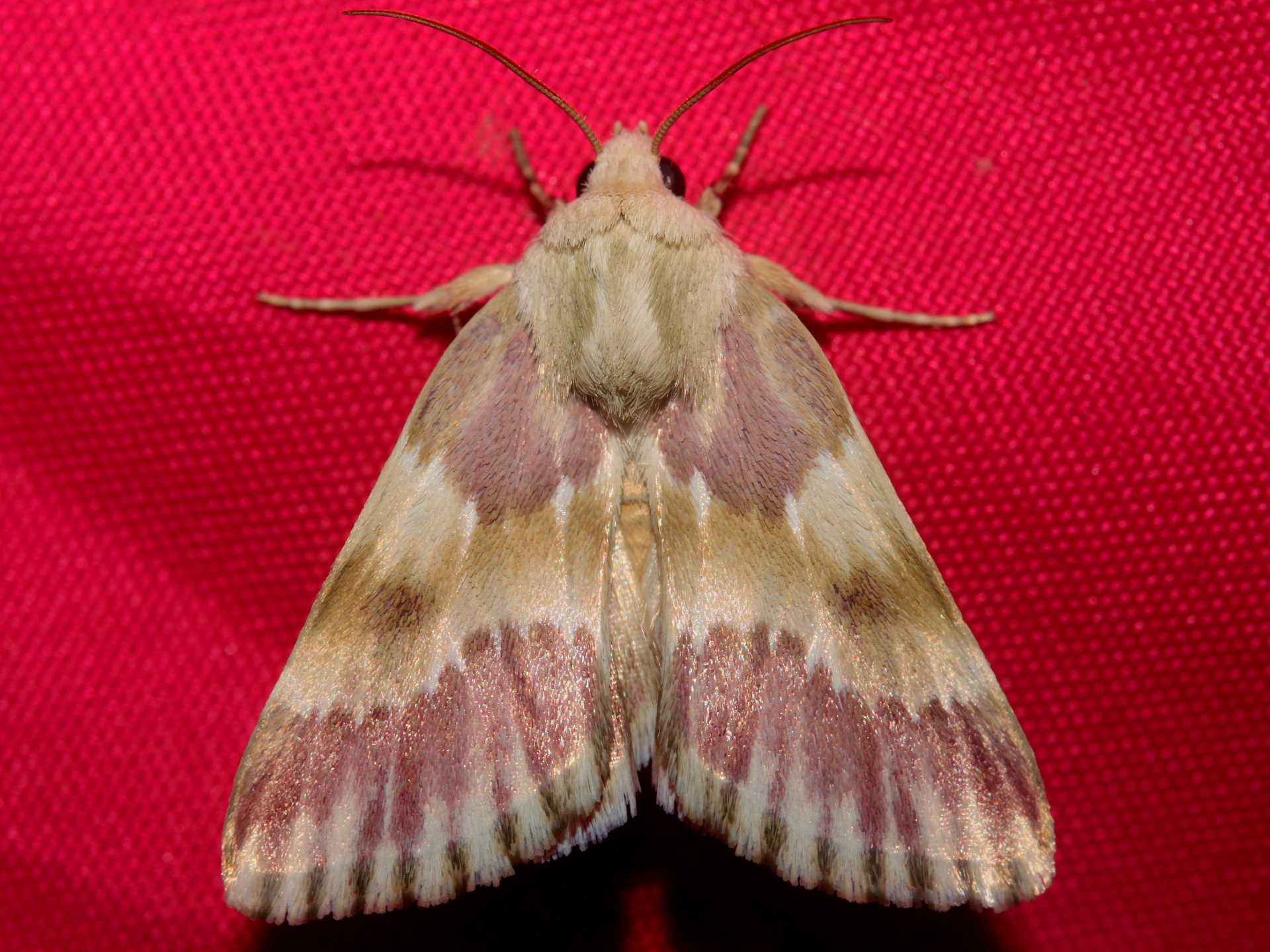 Schinia sanguinea gloriosa (Travels » US Trip 3: The Roads Not Taken » Animals » Insects » Butterfies and Moths » Noctuidae)