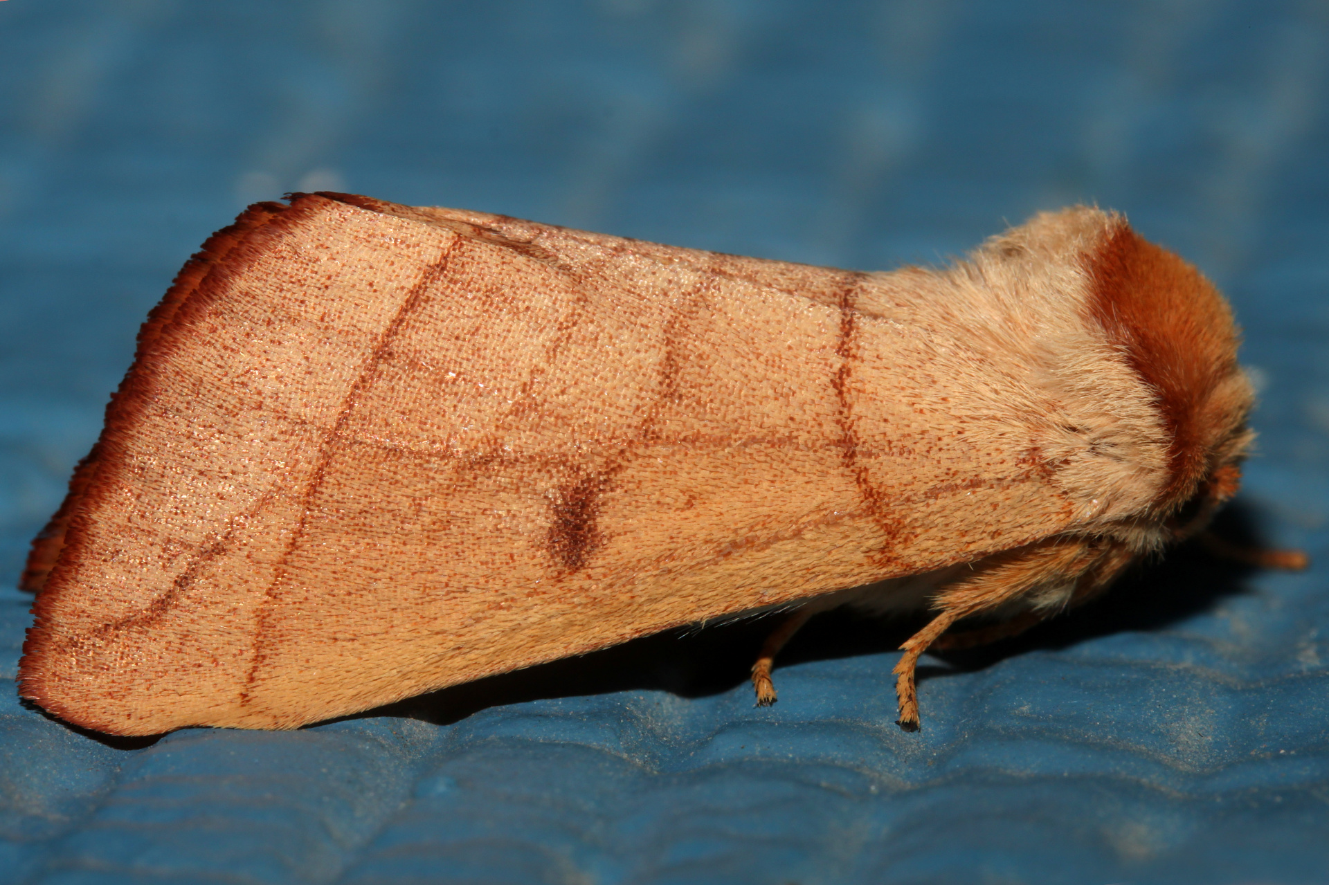 Datana perspicua (Travels » US Trip 3: The Roads Not Taken » Animals » Insects » Butterfies and Moths » Notodonidae)