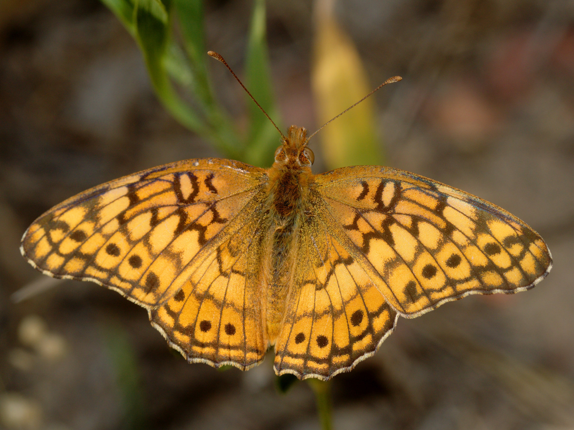 Euptoieta claudia (Podróże » USA: Drogi nie obrane » Zwierzęta » Owady » Motyle i ćmy » Nymphalidae)