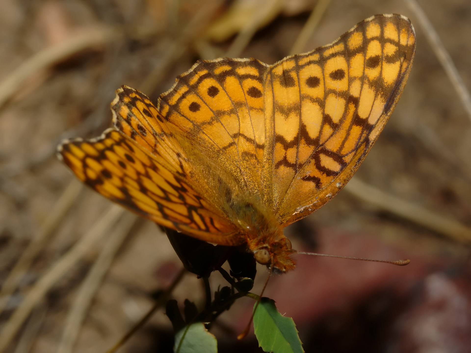 Euptoieta claudia (Travels » US Trip 3: The Roads Not Taken » Animals » Insects » Butterfies and Moths » Nymphalidae)