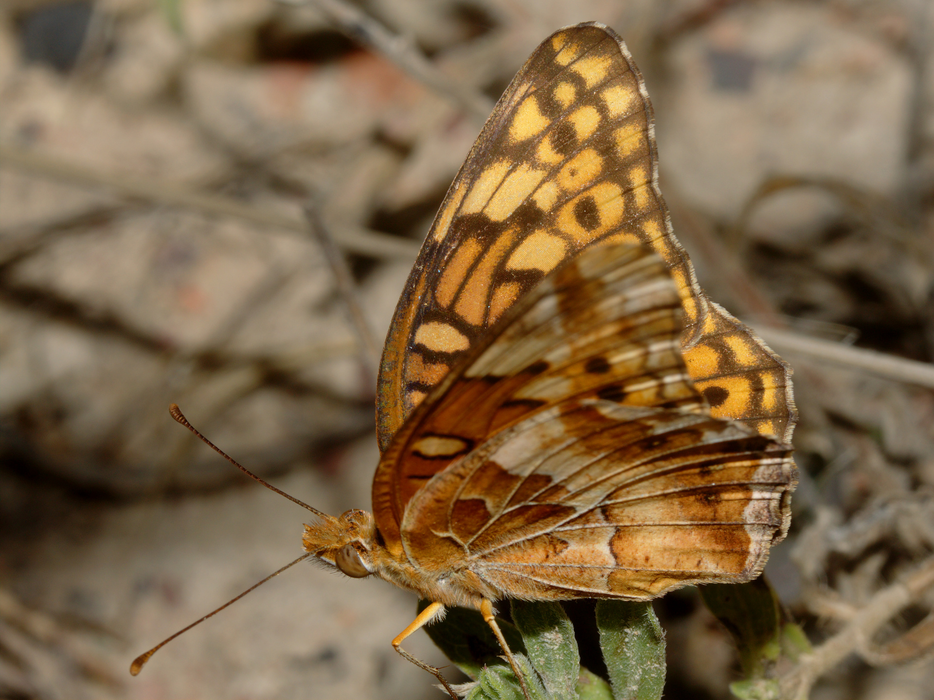 Euptoieta claudia (Travels » US Trip 3: The Roads Not Taken » Animals » Insects » Butterfies and Moths » Nymphalidae)