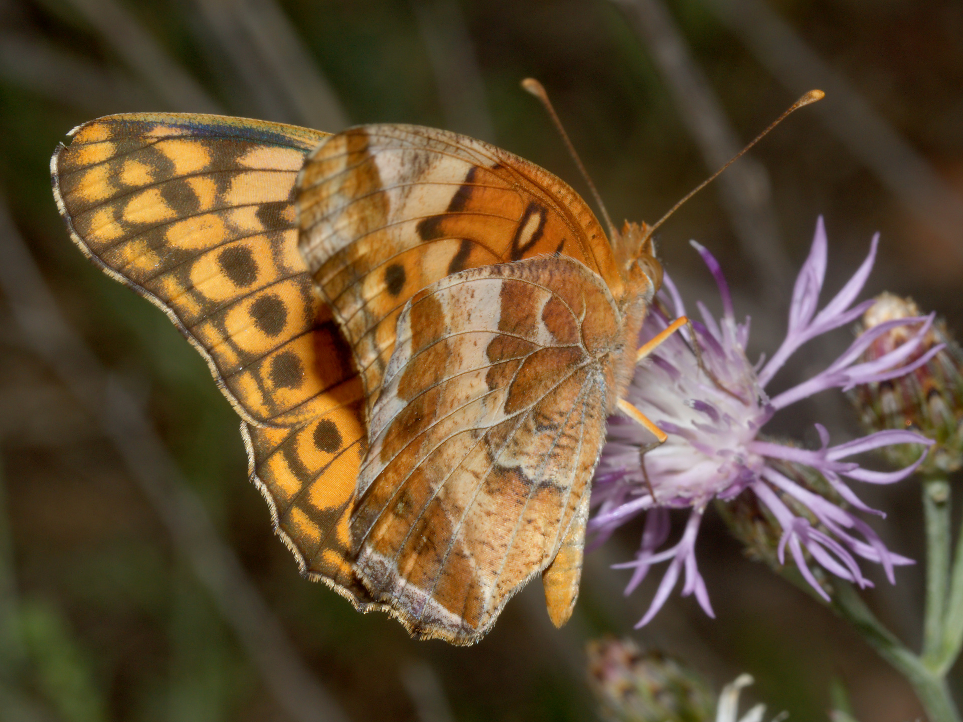 Euptoieta claudia (Travels » US Trip 3: The Roads Not Taken » Animals » Insects » Butterfies and Moths » Nymphalidae)