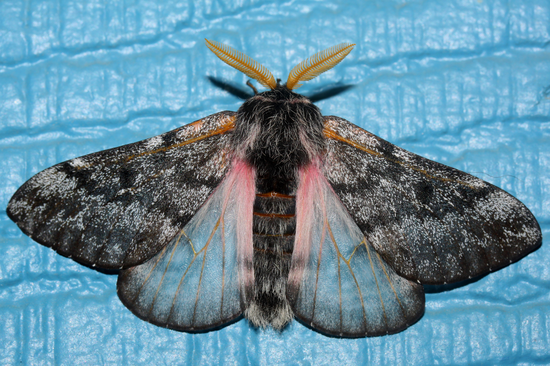 Coloradia doris (Podróże » USA: Drogi nie obrane » Zwierzęta » Owady » Motyle i ćmy » Saturnidae)