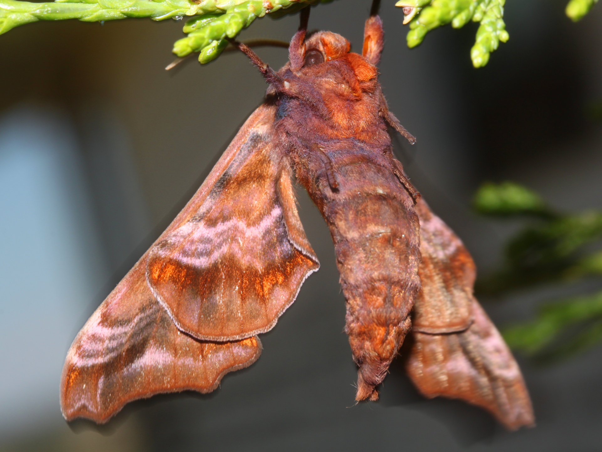 Paonias myops (Travels » US Trip 3: The Roads Not Taken » Animals » Insects » Butterfies and Moths » Sphingidae)