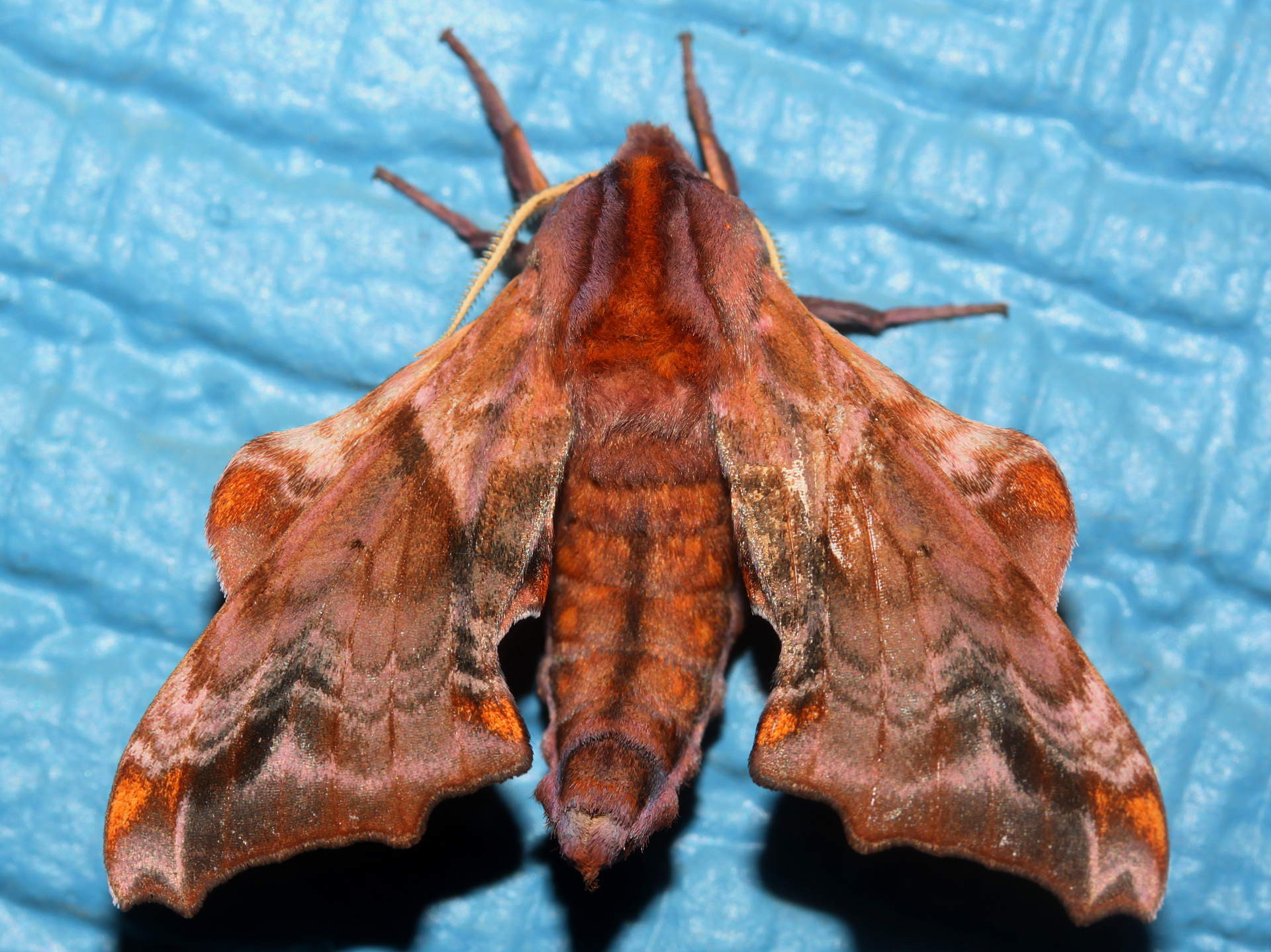Paonias myops (Travels » US Trip 3: The Roads Not Taken » Animals » Insects » Butterfies and Moths » Sphingidae)