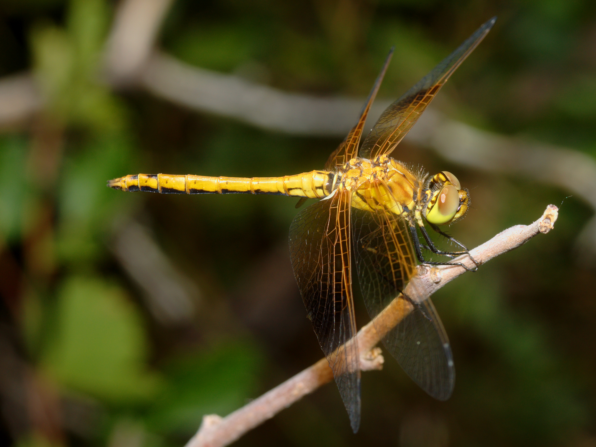 Sympetrum rubicundulum (Travels » US Trip 3: The Roads Not Taken » Animals » Insects)