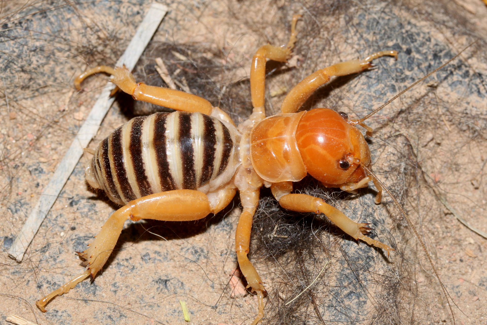 Jerusalem Cricket (Travels » US Trip 3: The Roads Not Taken » Animals » Insects » Grashoppers and crickets)