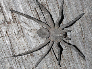 Geolycosa sp. 1a.jpg Geolycosa sp. 1a.jpg