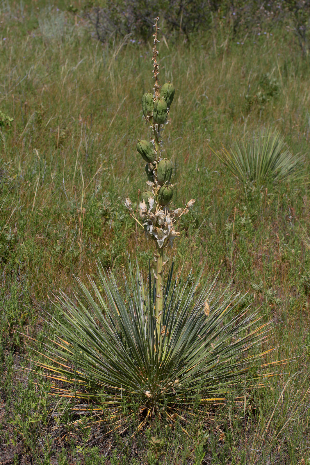 Yucca glauca (Podróże » USA: Drogi nie obrane » Rośliny)