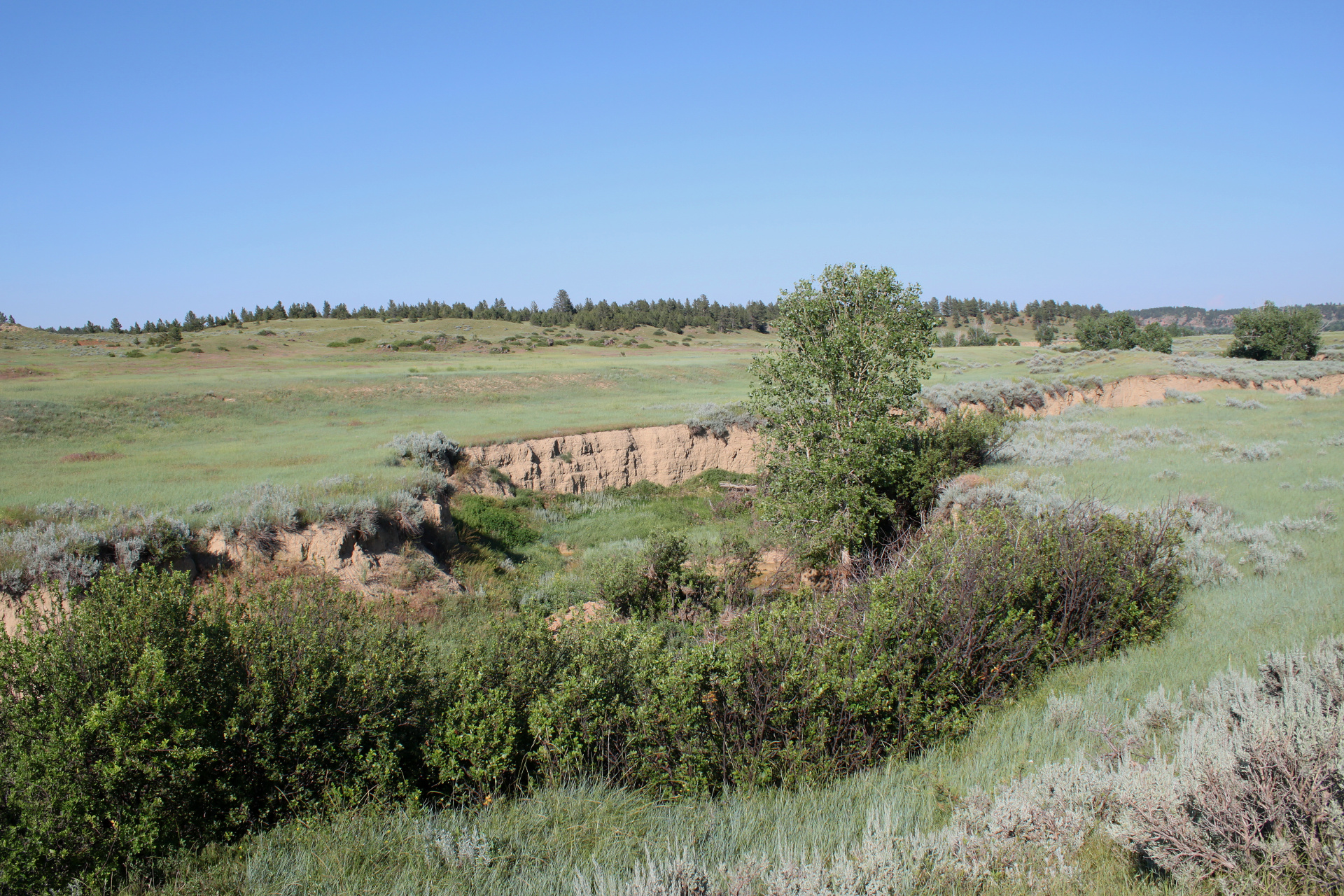 Happy Creek (Travels » US Trip 3: The Roads Not Taken » The Rez » Ashland, Tongue River Valley and Birney Divide)